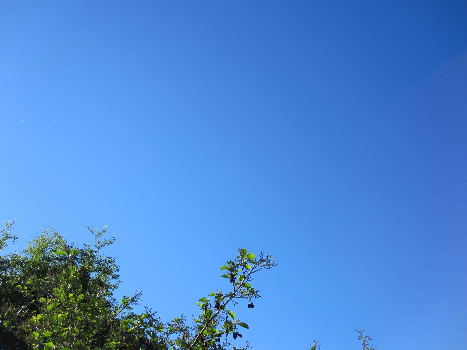 Canon PowerShot SD780 IS (Digital IXUS 100 IS / IXY Digital 210 IS) sample photo. Sky, blue, summer photography