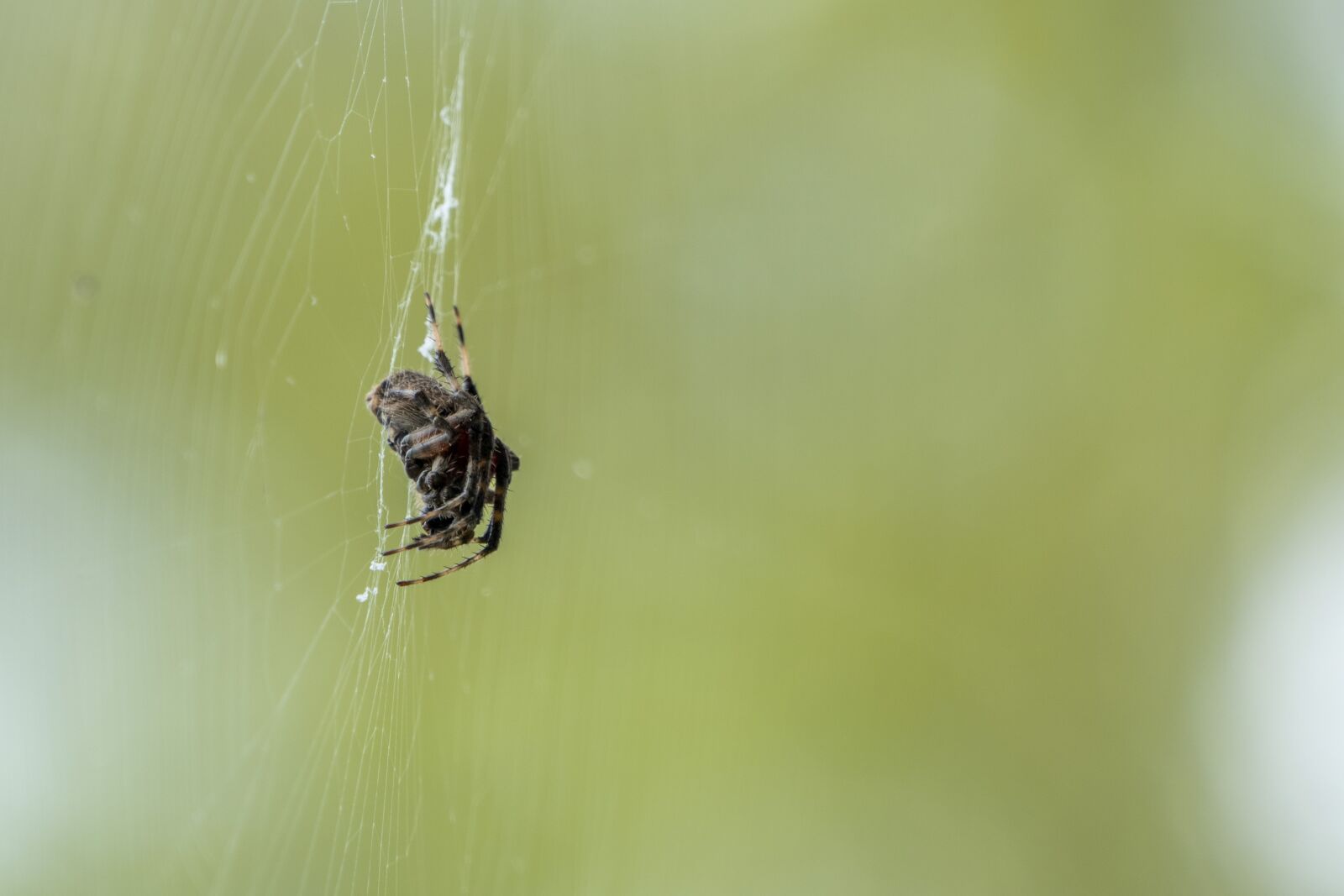 Panasonic Lumix DMC-FZ1000 sample photo. Spider, web, insect photography