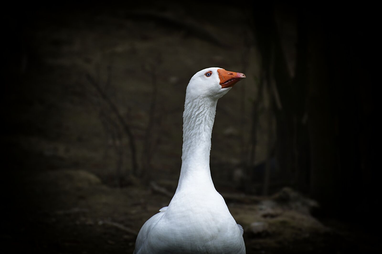 Nikon D3200 sample photo. Goose, white, blue eye photography