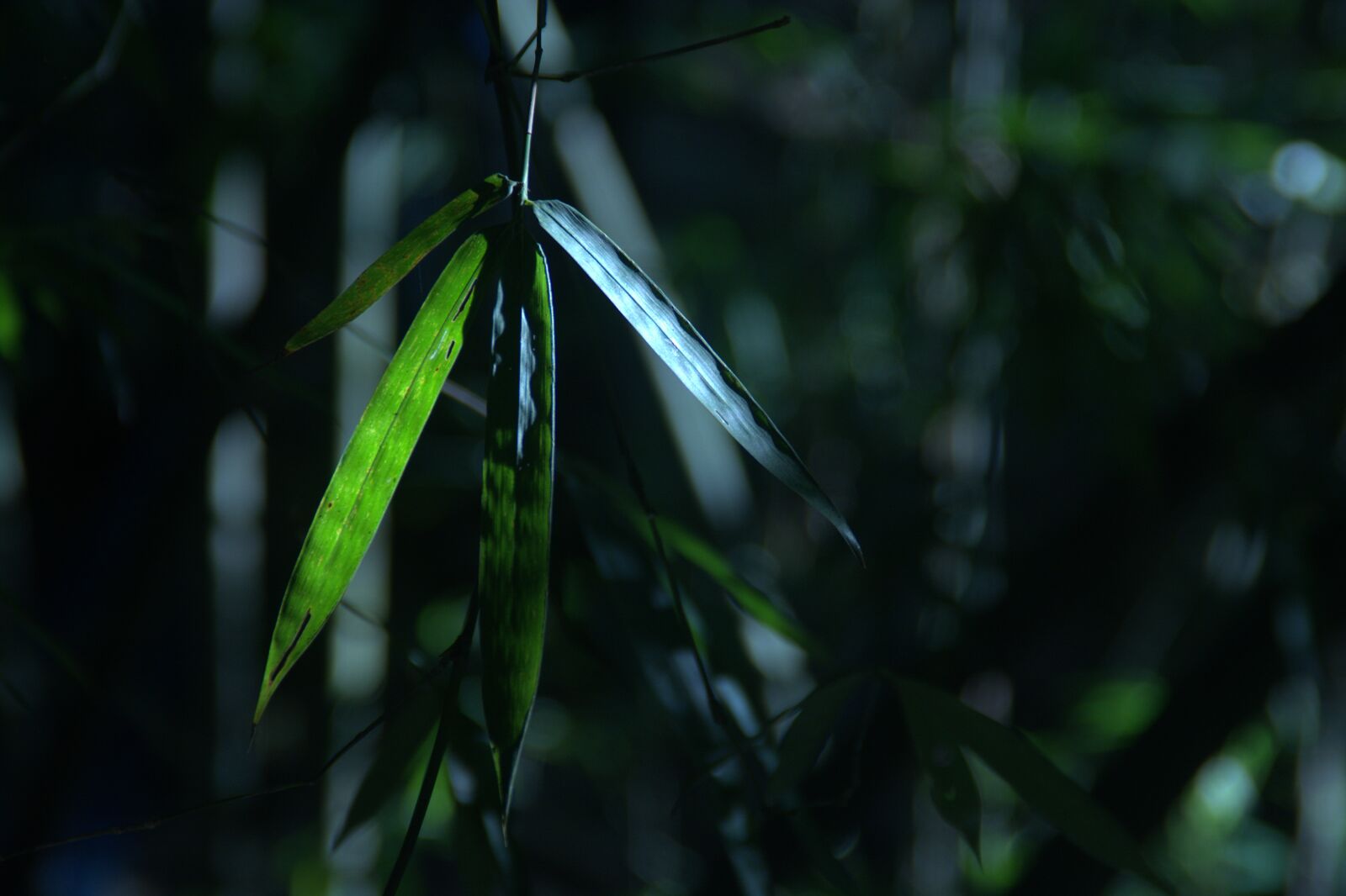 Nikon D5200 sample photo. New, monday, hot photography
