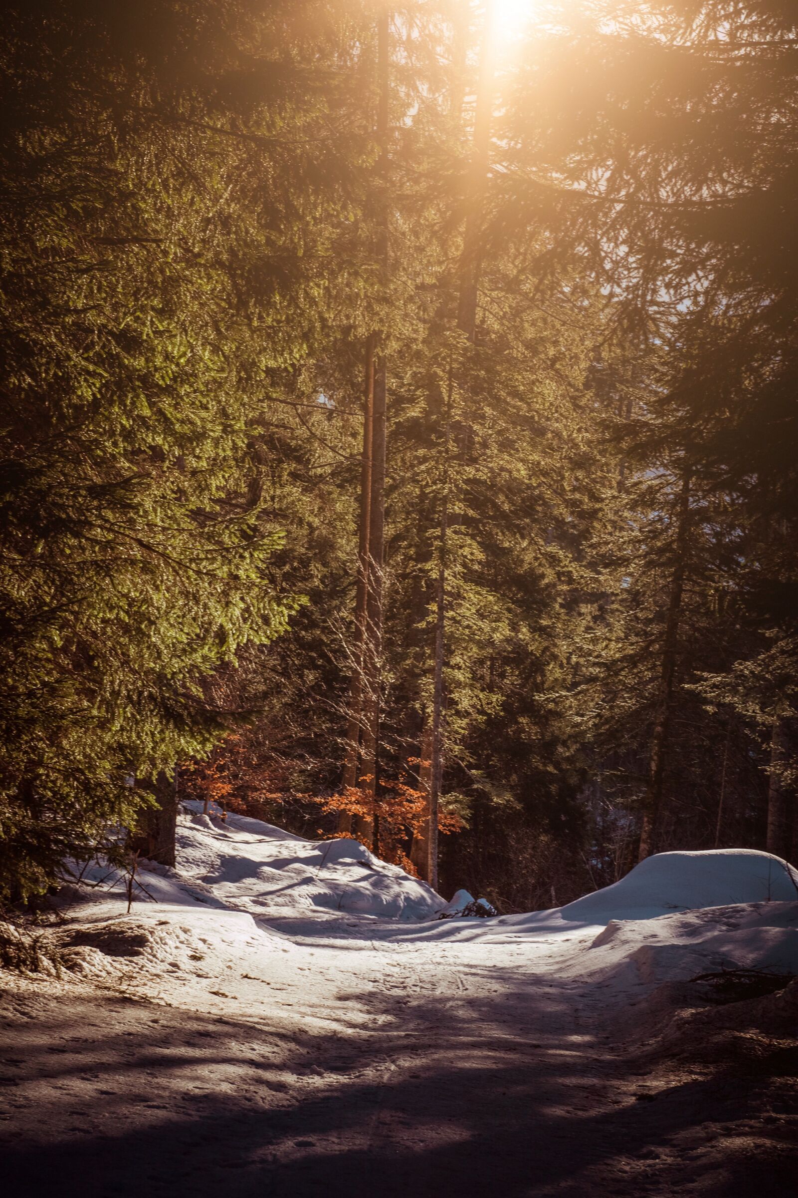 Nikon D7100 sample photo. Nature, away, forest photography
