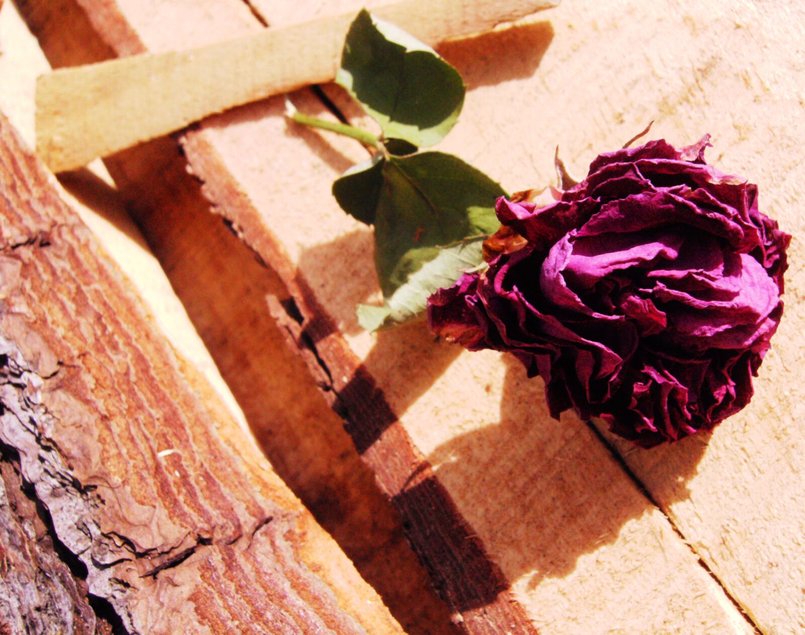 Vivitar Vivicam 8400 sample photo. Autum, dead, nature, rose photography