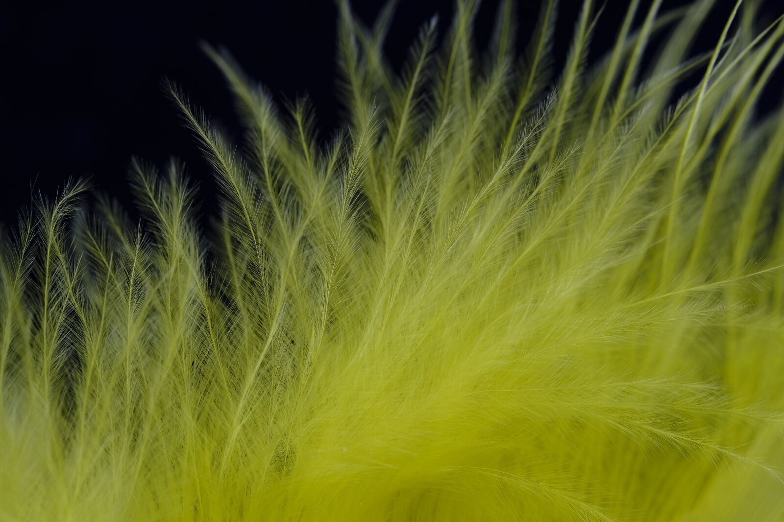 Fujifilm X-T2 + Fujifilm XF 80mm F2.8 R LM OIS WR Macro sample photo. Feather, fluff, bird feather photography