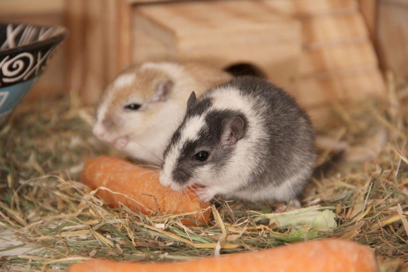 Canon EOS 60D sample photo. Racing mouse, pet, nager photography