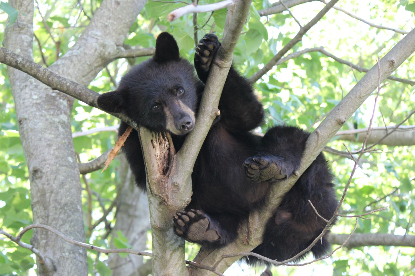 Canon EF-S 55-250mm F4-5.6 IS II sample photo. Bear, tree, lounging photography