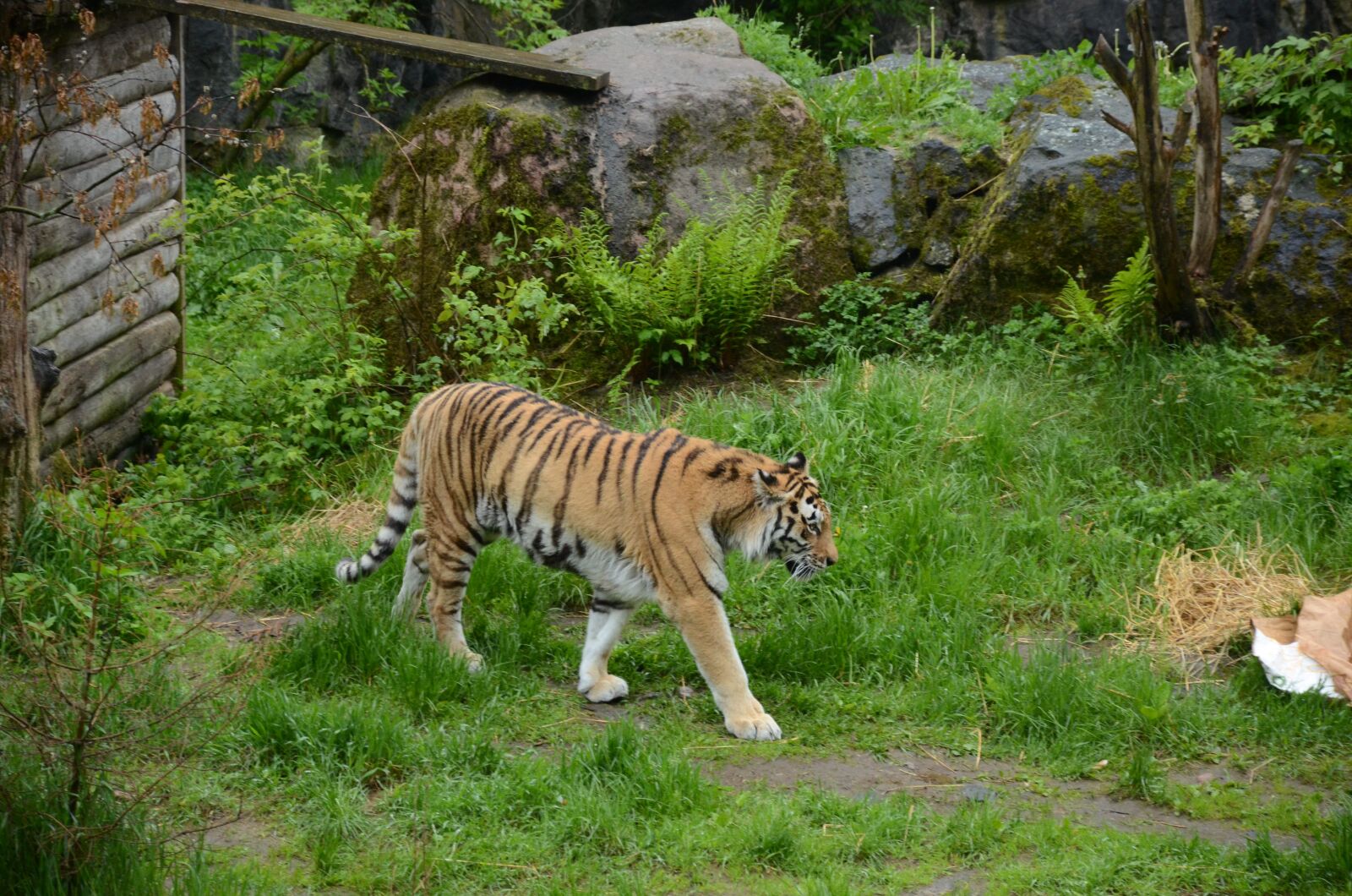 Nikon D7000 sample photo. Tiger, striped, zoo photography