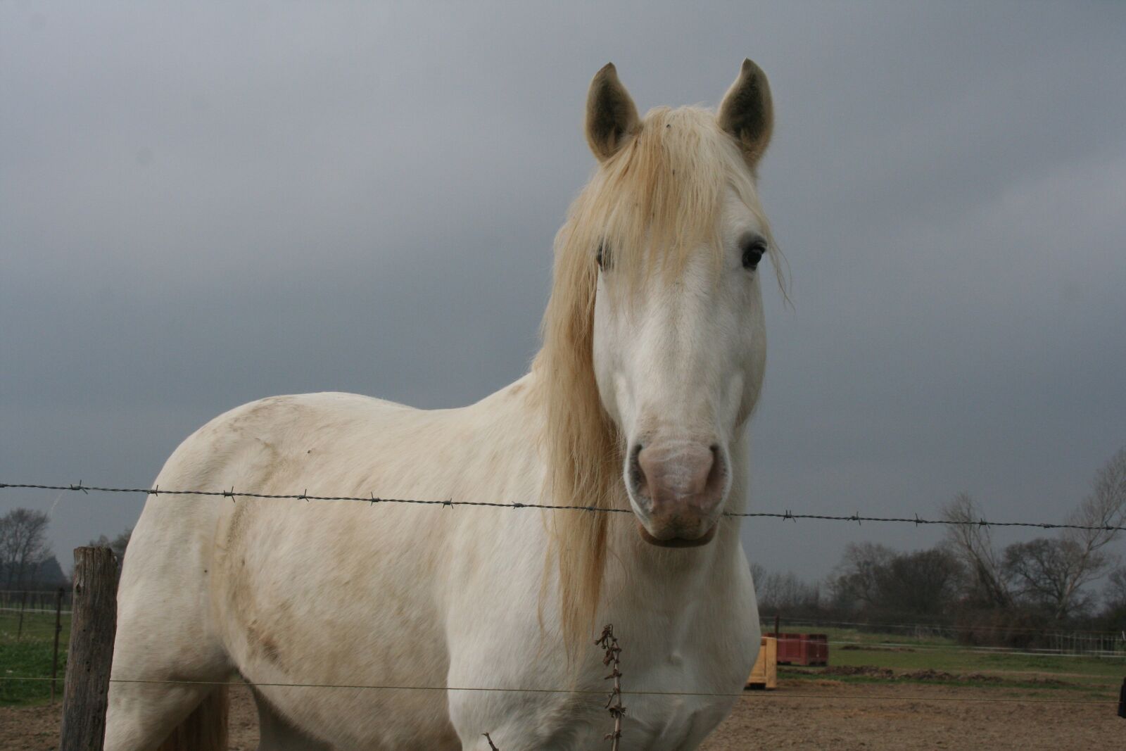 Canon EOS 350D (EOS Digital Rebel XT / EOS Kiss Digital N) sample photo. Horse, camargue, horses photography