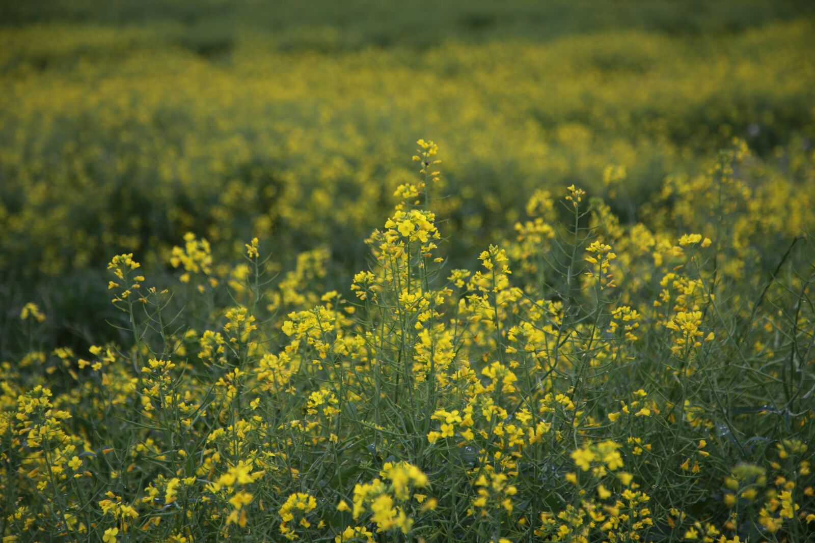 Canon EOS 6D + Canon EF 24-105mm F4L IS USM sample photo. Rapeseed, rape flowers, flowers photography