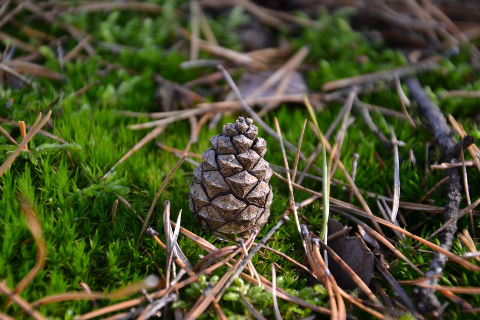 Nikon D3100 sample photo. Pine cone, forest, pine photography