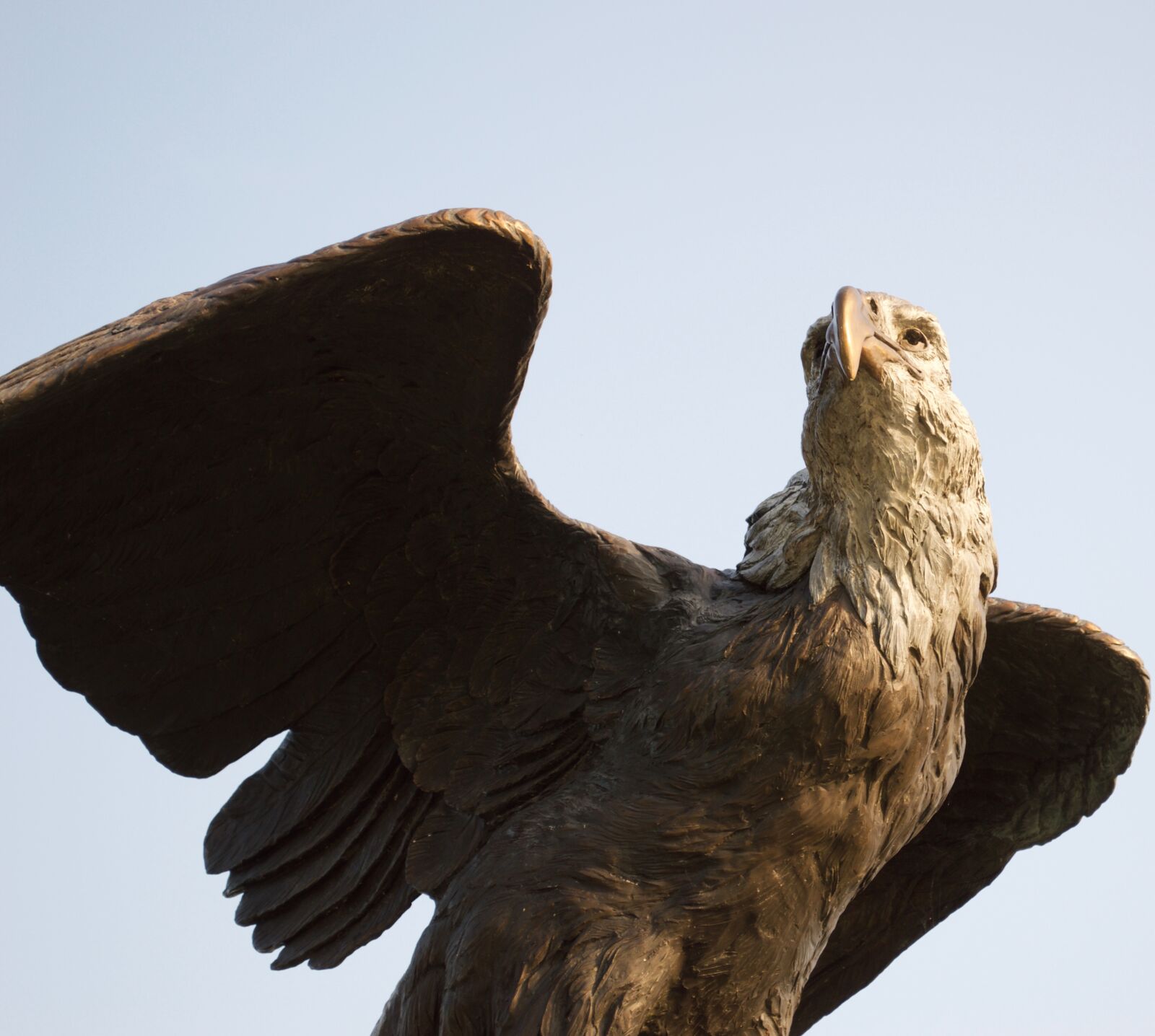 Nikon D3200 sample photo. Bald, eagle, bird, eagle photography