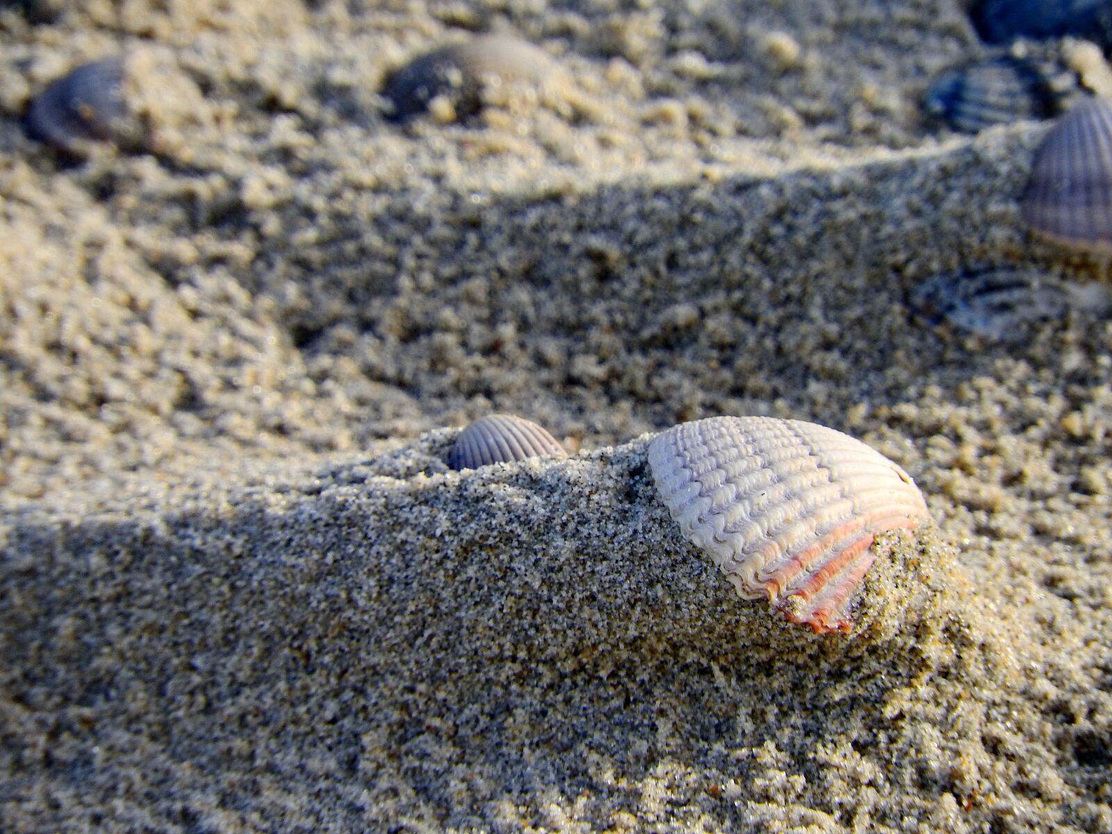 Nikon Coolpix P610 sample photo. Shell, sand, beach photography
