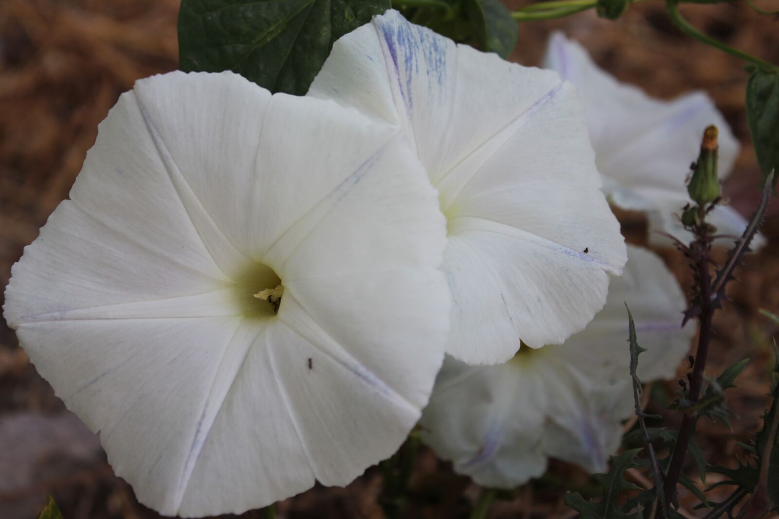 Canon EOS 1300D (EOS Rebel T6 / EOS Kiss X80) sample photo. Flower, nature, plant photography