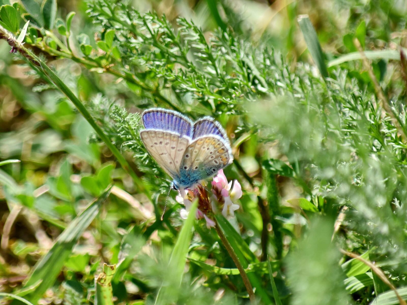 Nikon D5500 sample photo. Summer, insect, outdoors, nature photography