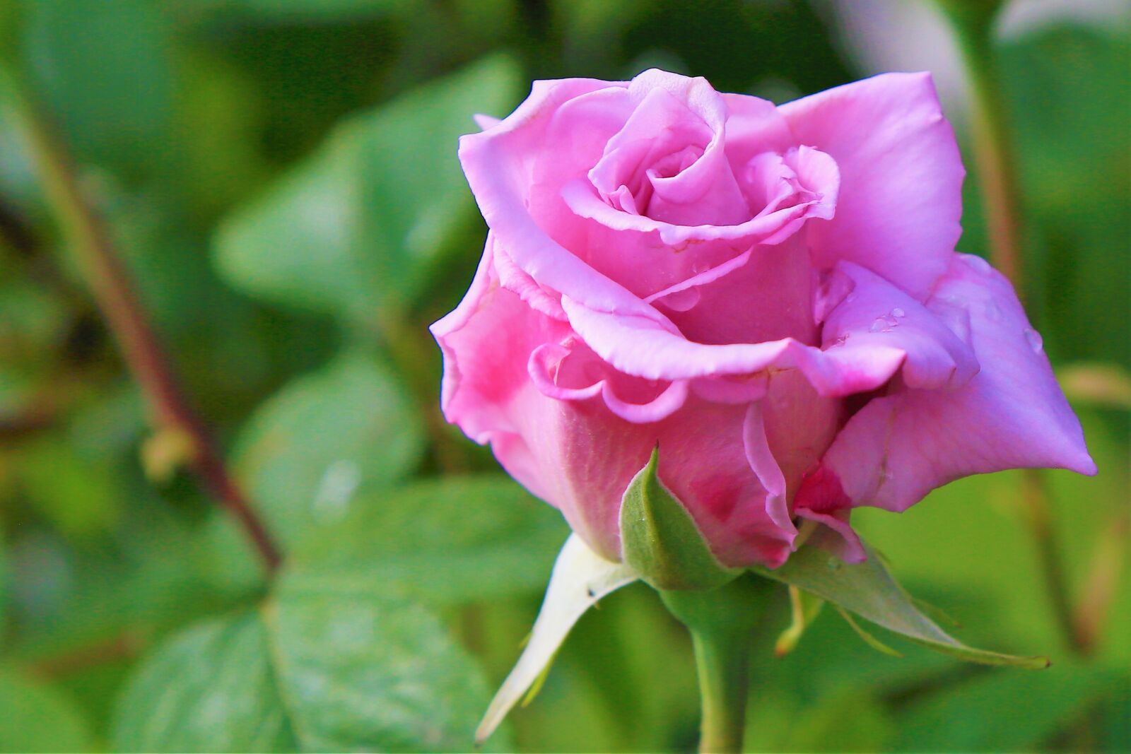 Canon EF 24-105mm F4L IS USM sample photo. Rose, spring, romantic photography
