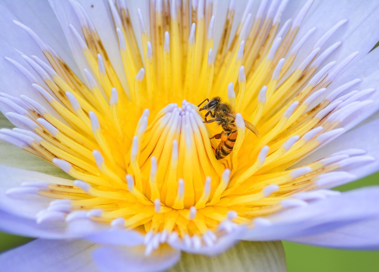 Nikon D5200 sample photo. Bee, flower, nature photography
