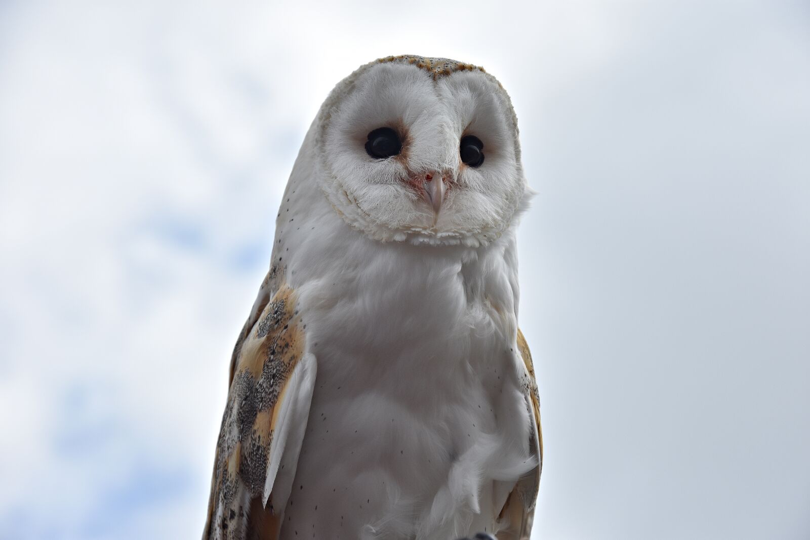 Nikon D3400 sample photo. Animal world, nature, bird photography