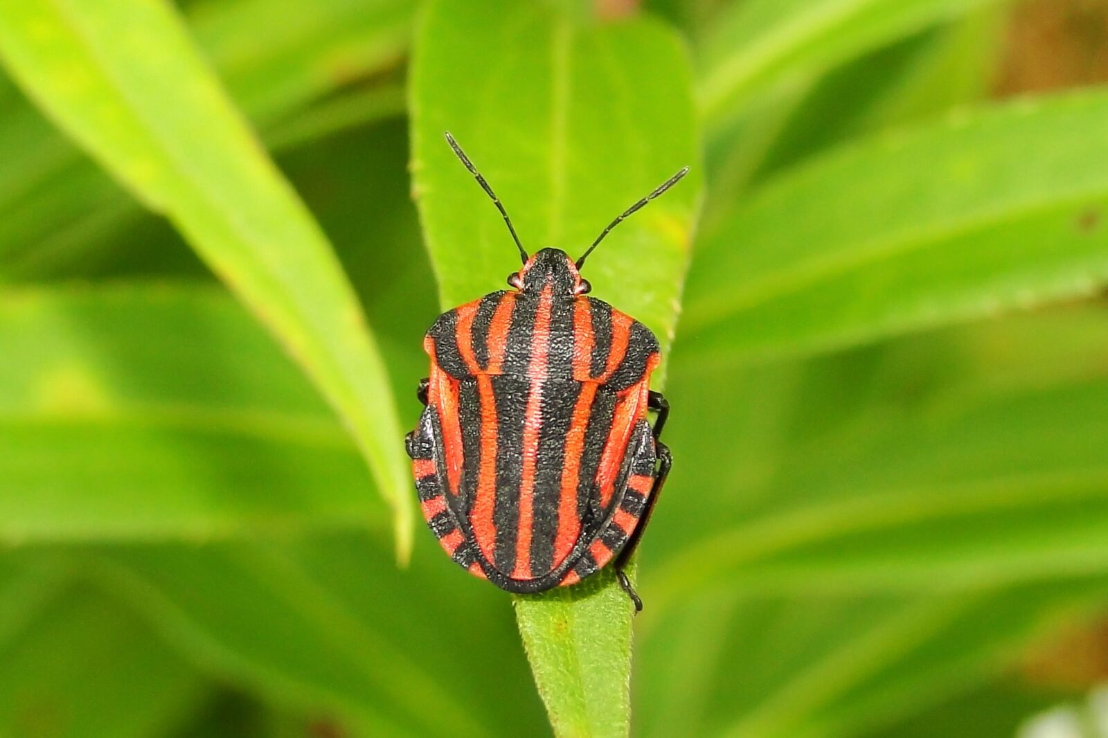 Sony Cyber-shot DSC-HX1 sample photo. Nature, leaf, insect photography