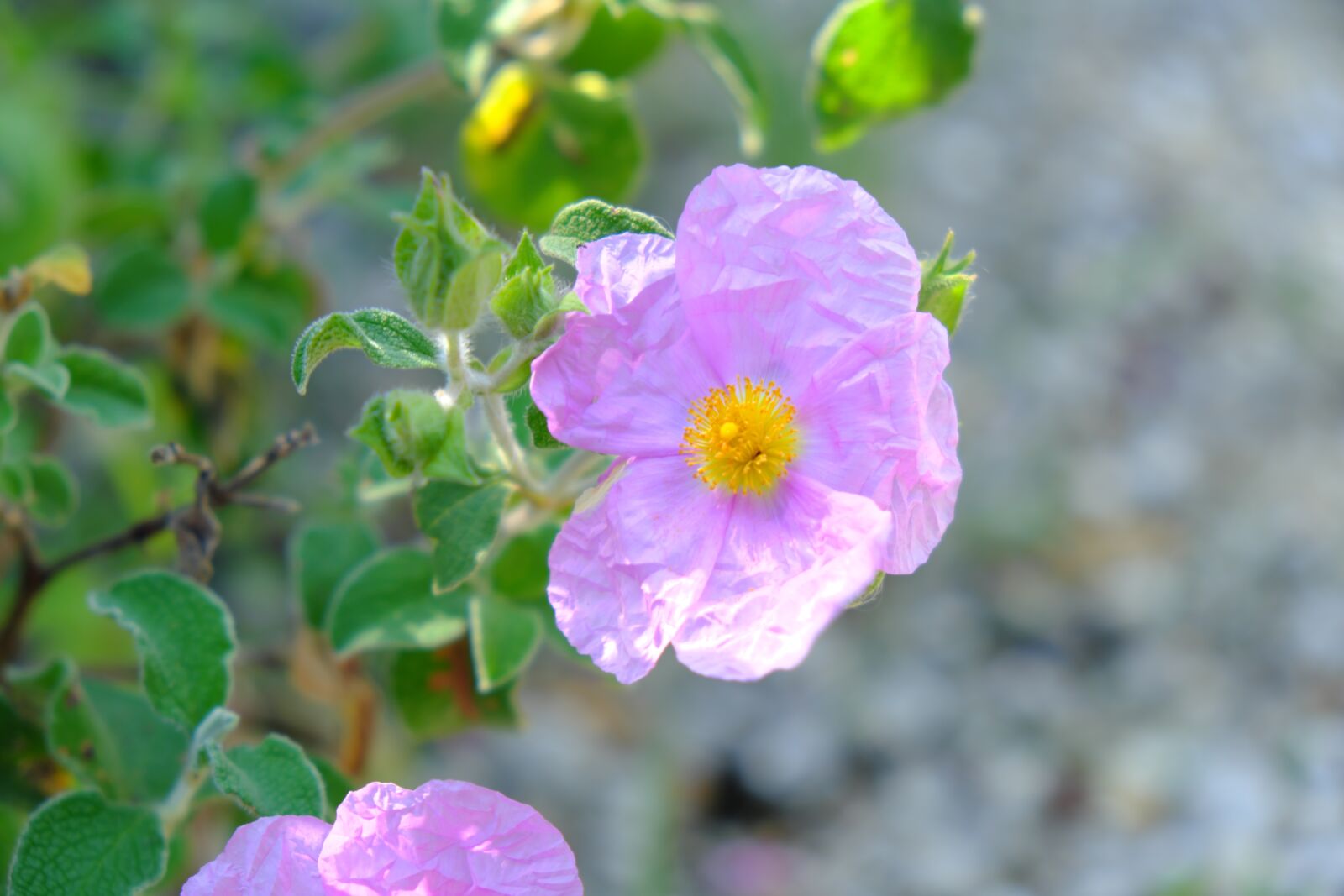 Fujifilm X-T2 + Fujifilm XF 18-55mm F2.8-4 R LM OIS sample photo. Blossom, bloom, pink photography