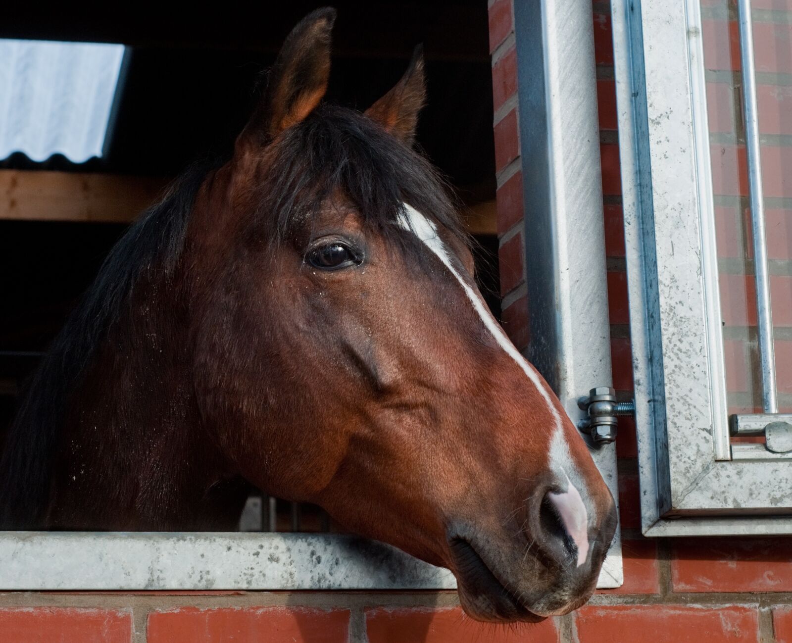Nikon D300 sample photo. Horse, head, window photography