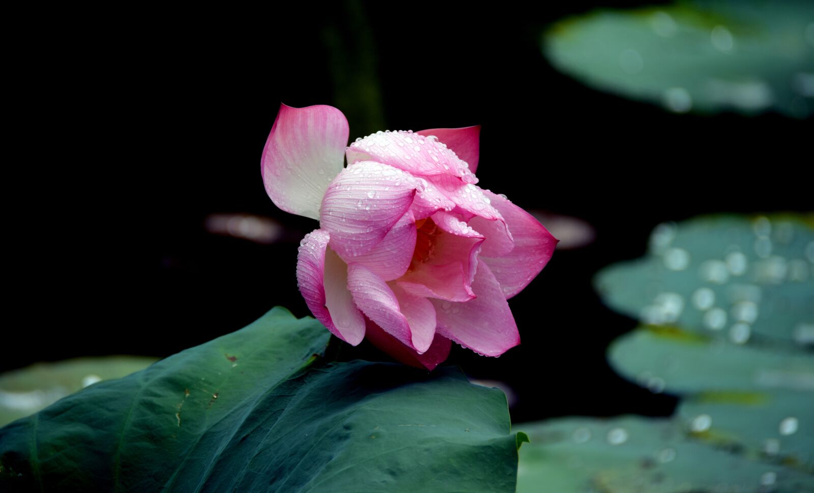 Nikon D7200 sample photo. Lotus, water lily, flower photography
