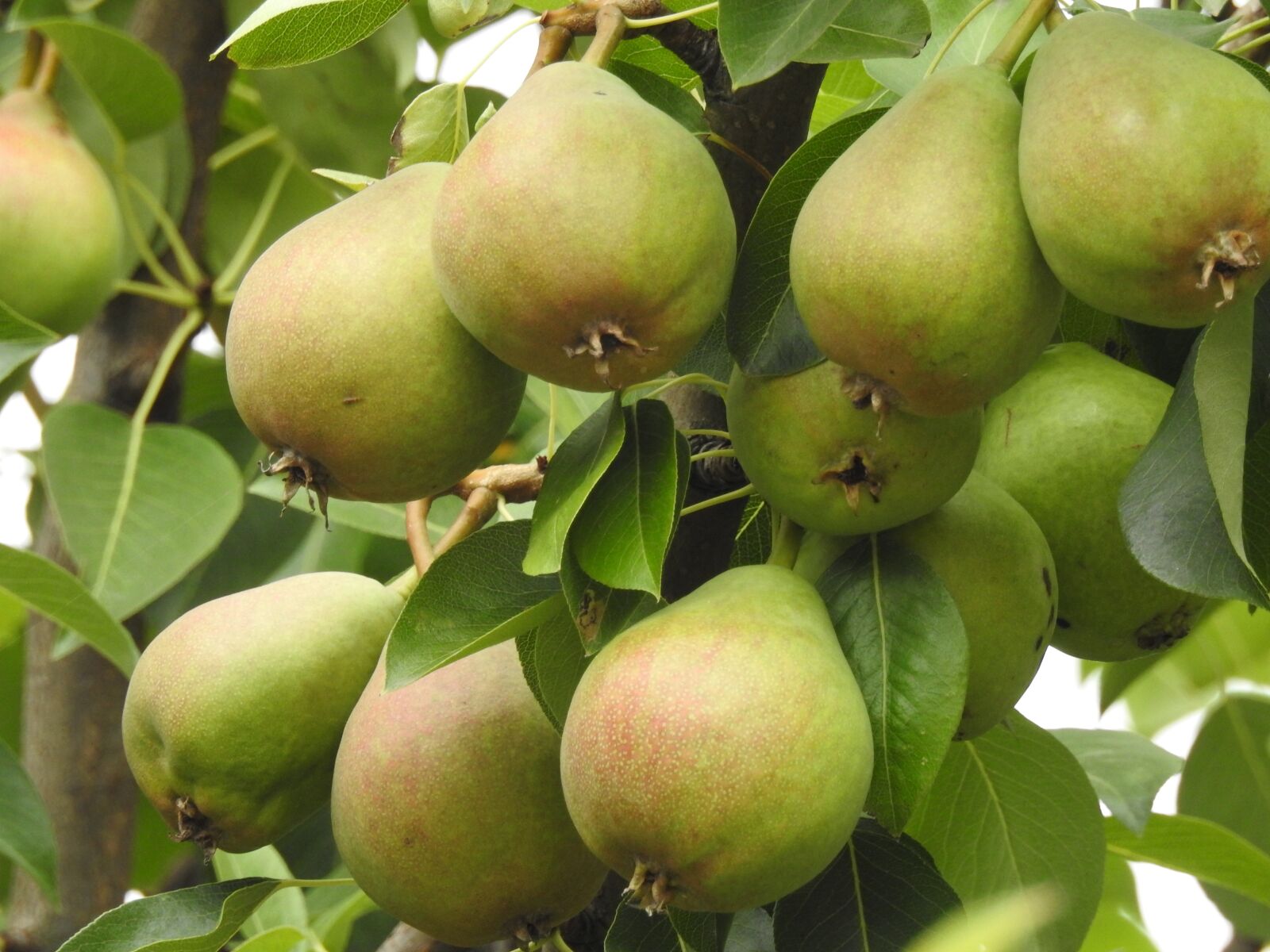 Nikon Coolpix P900 sample photo. Pear tree, pears, fruit photography