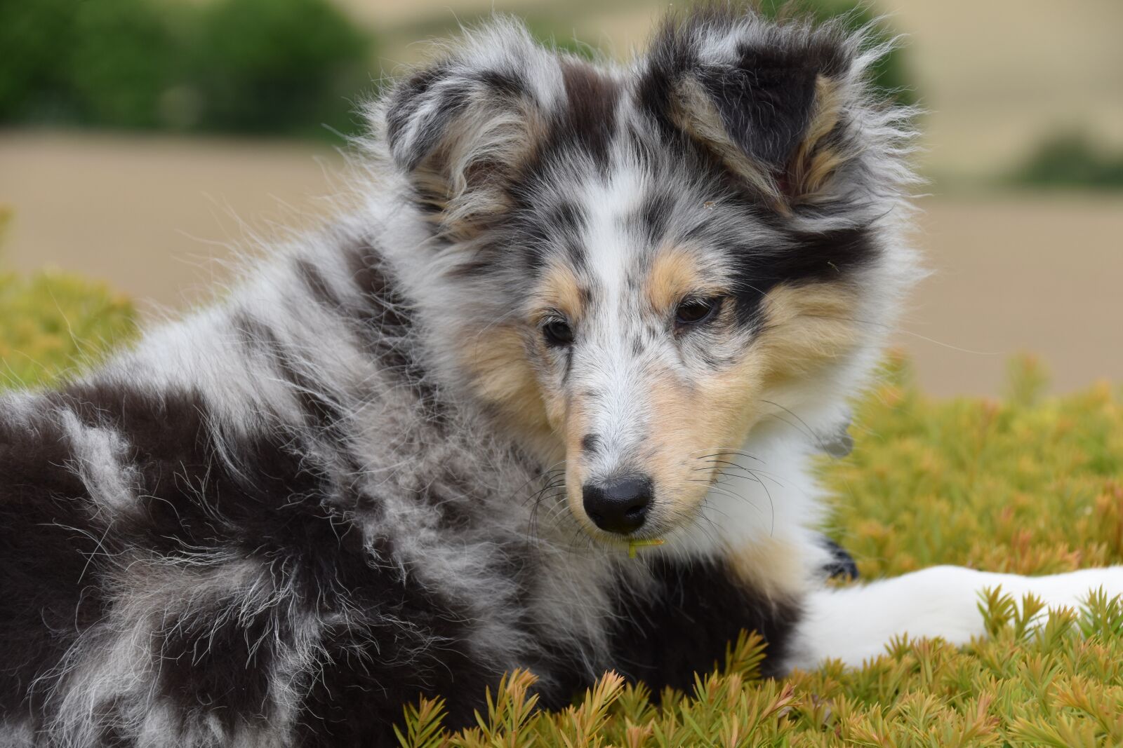 Nikon D5600 sample photo. Dog, pup, shepherd shetland photography