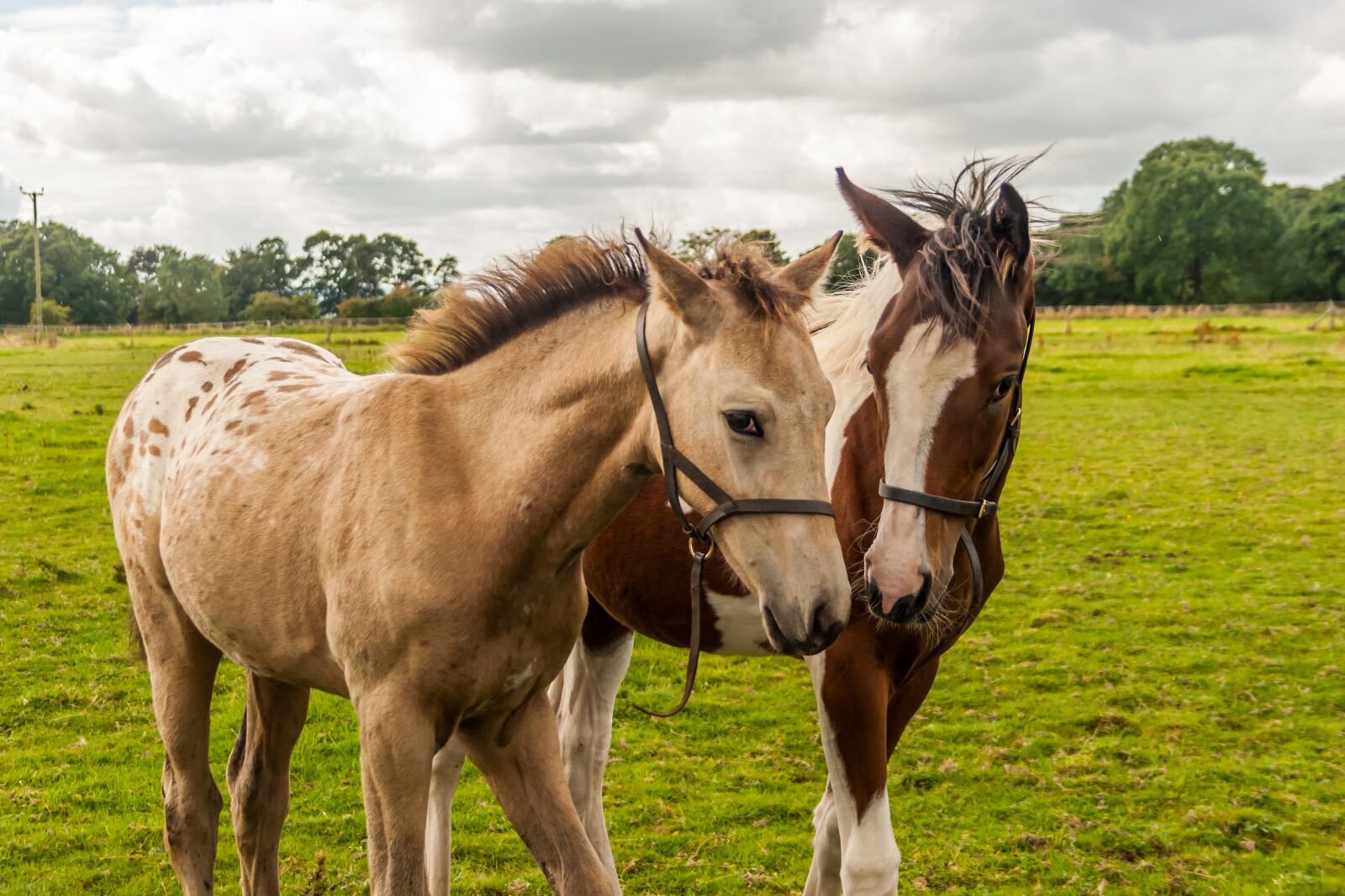 Canon EF-S 18-55mm F3.5-5.6 II sample photo. Foals, horses, appaloosa photography
