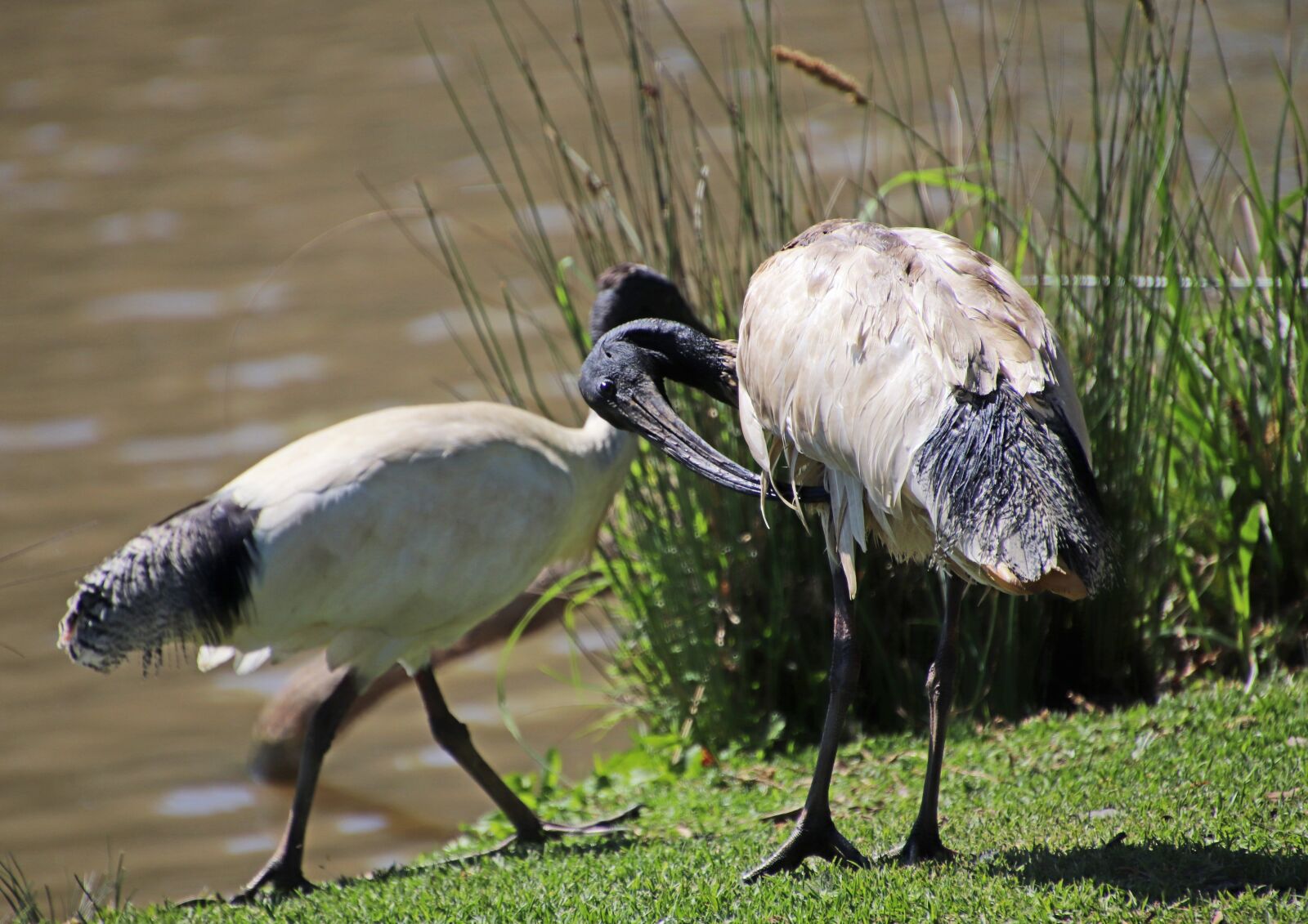Canon EOS 800D (EOS Rebel T7i / EOS Kiss X9i) sample photo. Birds, ibis, preening photography