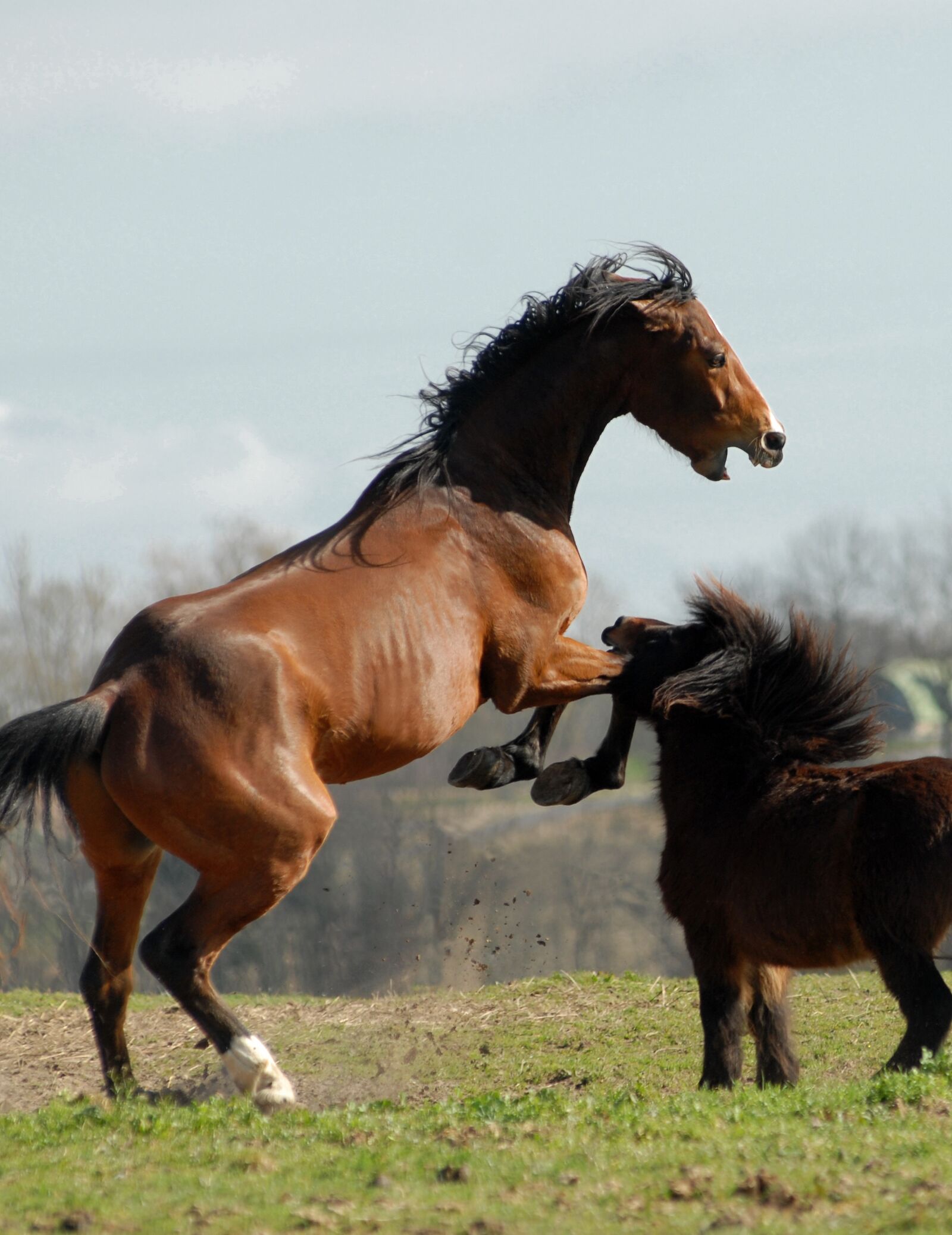 Nikon D200 sample photo. Horse, pony, games photography