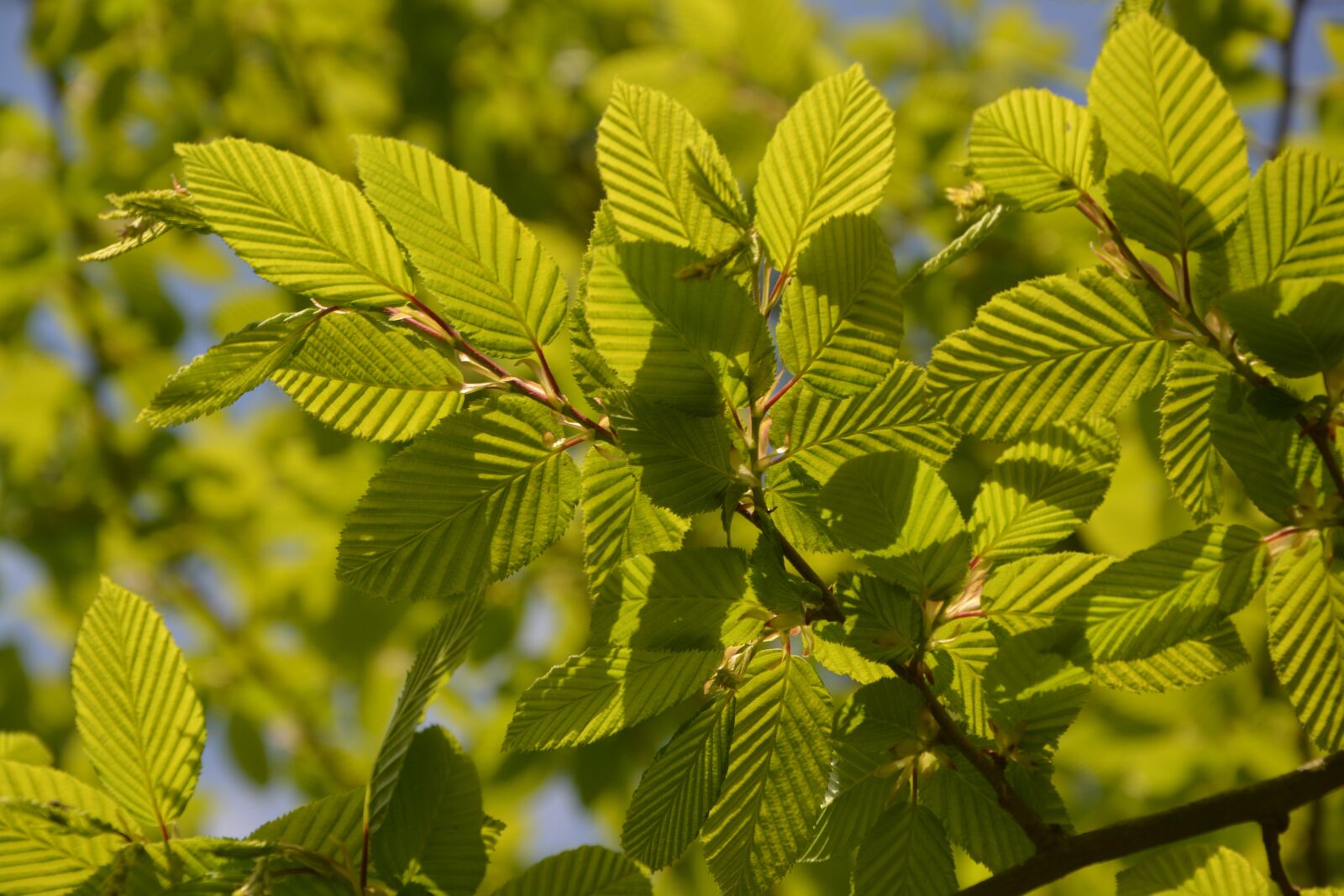 Nikon D5200 sample photo. Beech, leaves, nature photography