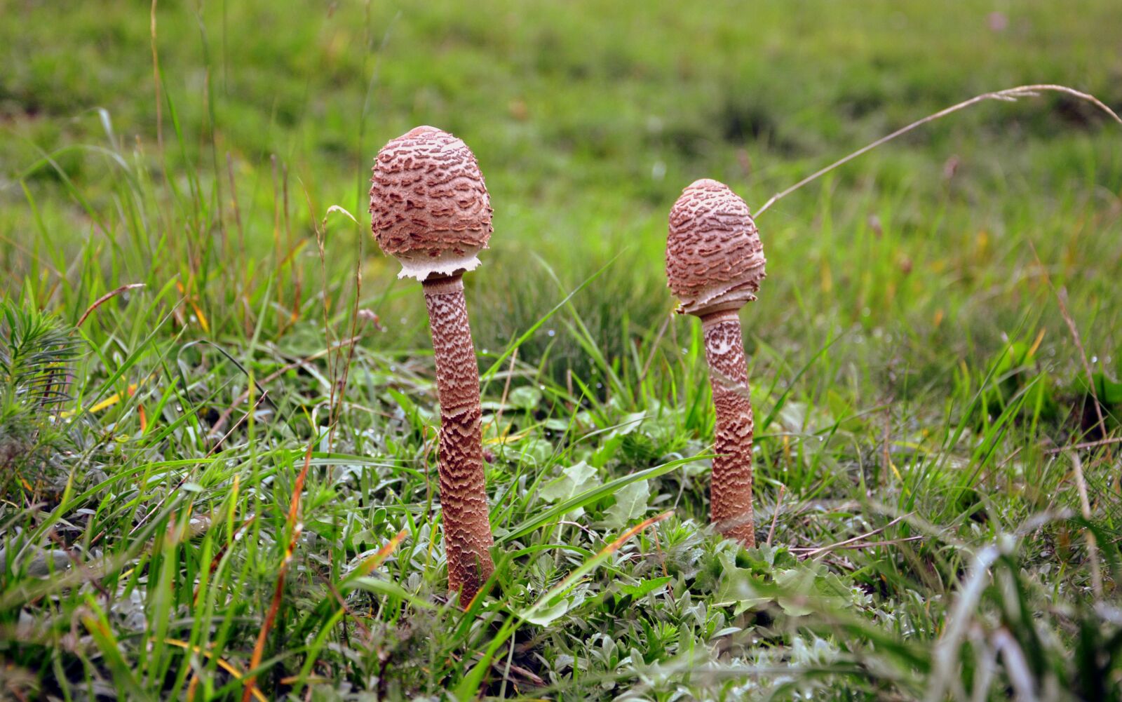 Nikon D7100 sample photo. Mushrooms, nature, autumn photography