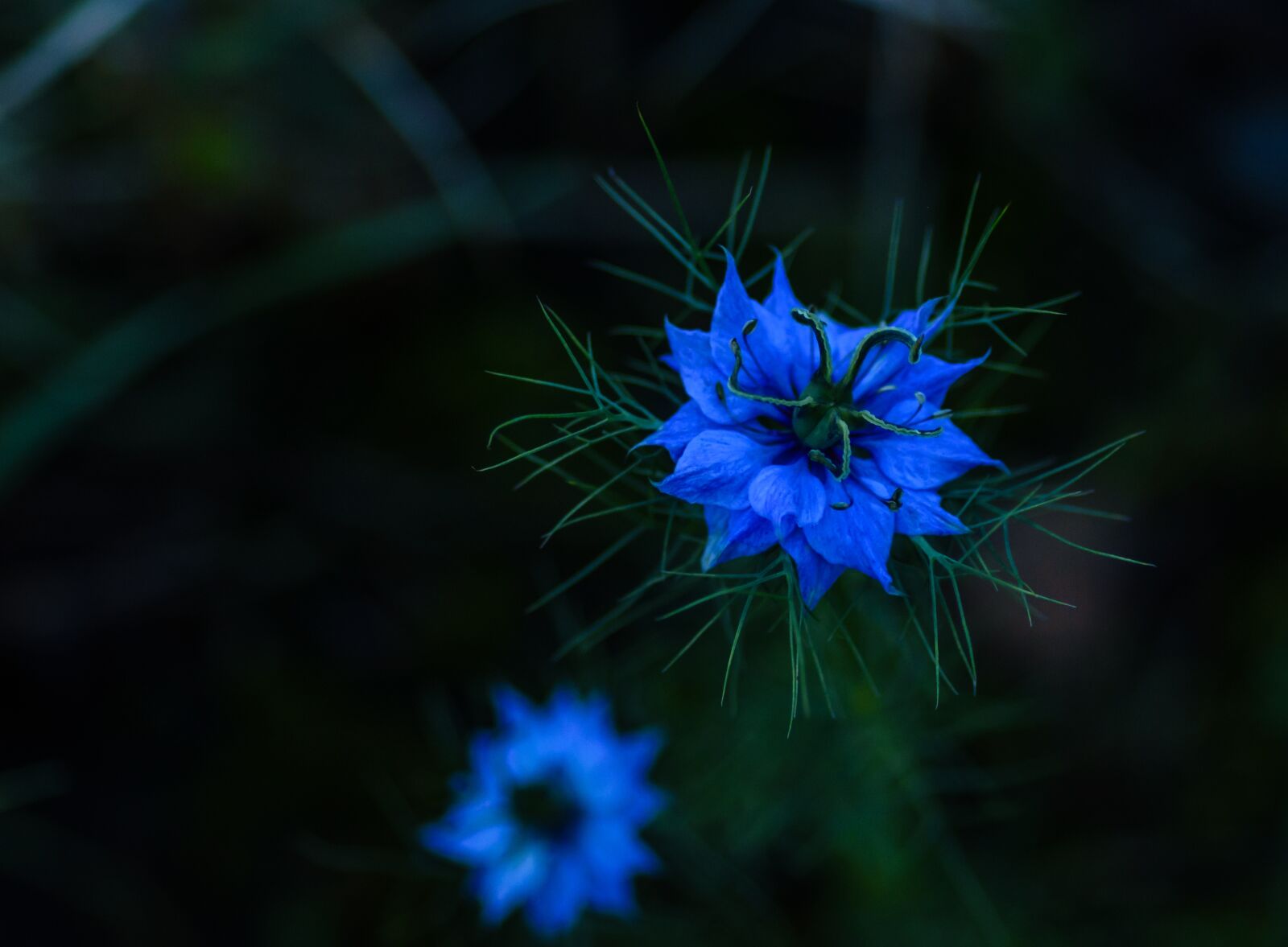 Tokina AT-X Pro 100mm F2.8 Macro sample photo. Flora, cornflower, blue photography
