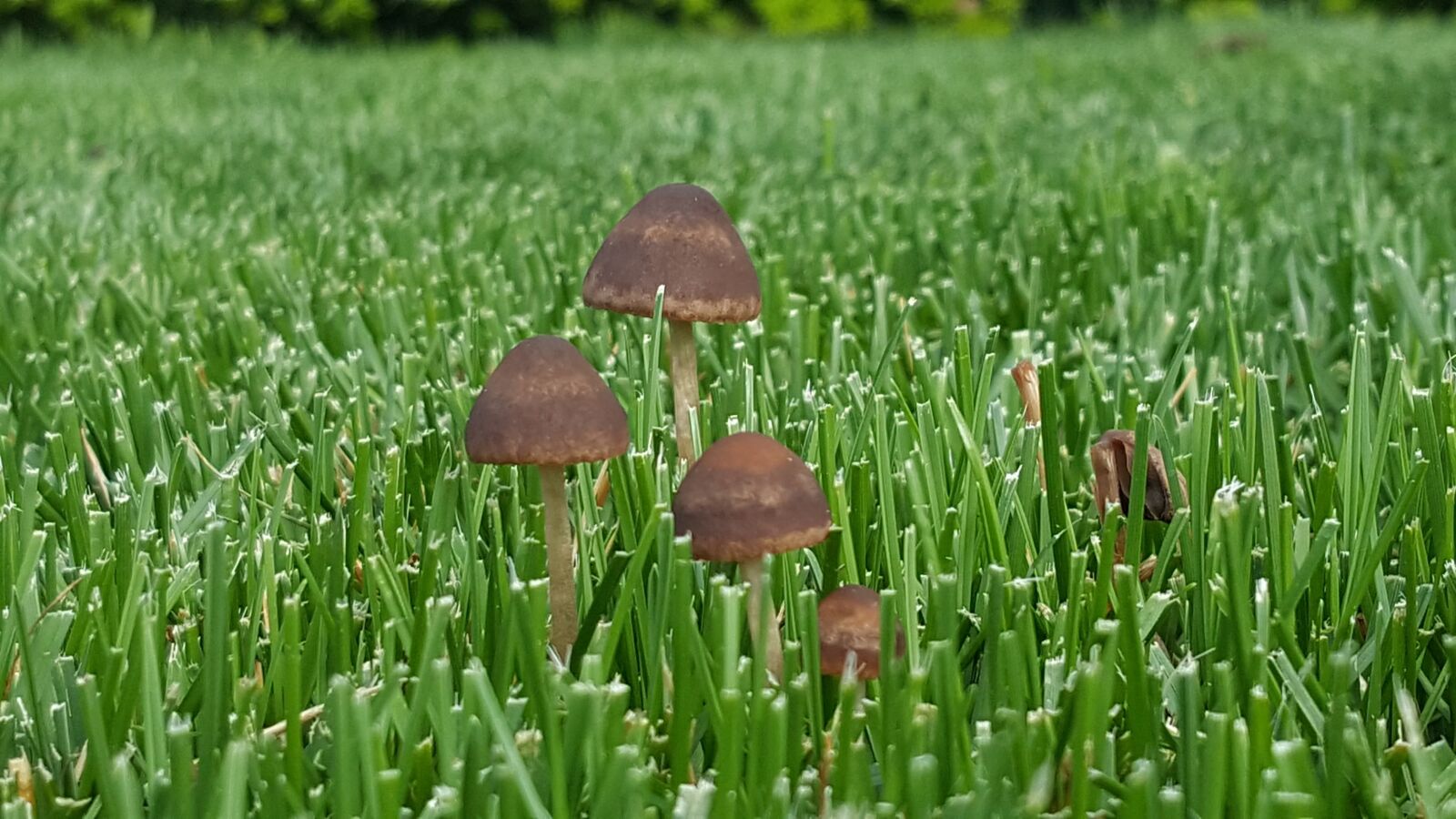 Samsung GALAXY S6 edge sample photo. Mushrooms, fungus, brown photography