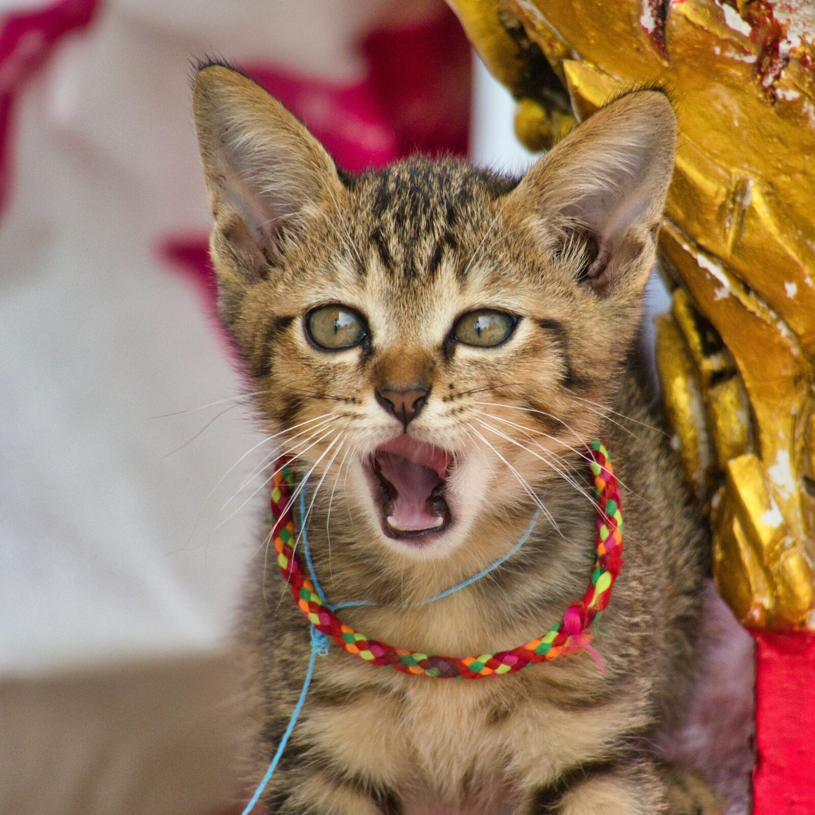 Canon PowerShot G3 X sample photo. Cat, necklace, yawn photography