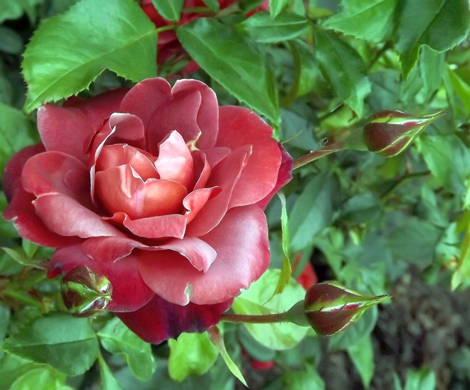 Fujifilm FinePix S3400 sample photo. Flower, rose, nature photography