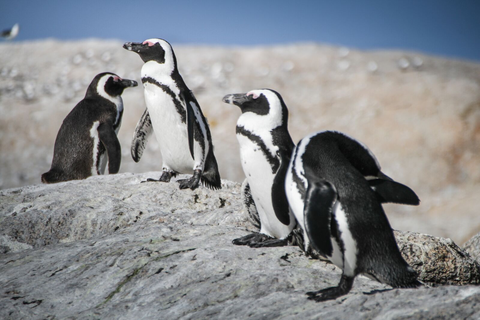 Canon EOS 7D sample photo. Penguins, south africa, cape photography