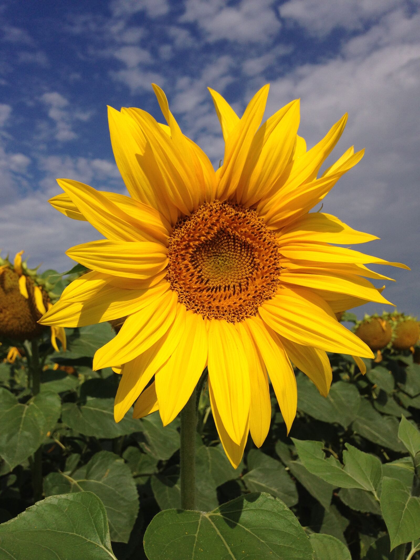 iPhone 5c back camera 4.12mm f/2.4 sample photo. Sunflower, summer, yellow photography
