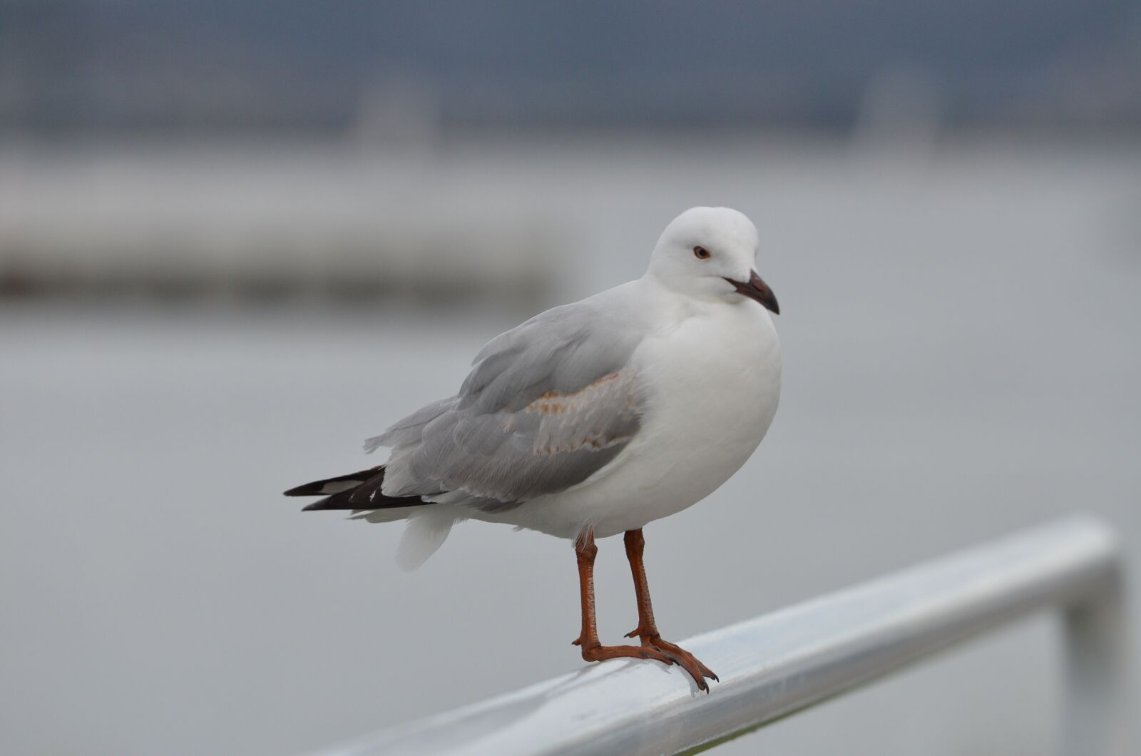 Nikon D7000 sample photo. Bird, seagull, sea photography