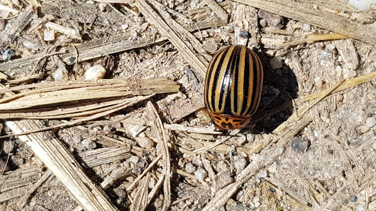 Samsung Galaxy S7 sample photo. Potato beetle, beetle, insect photography