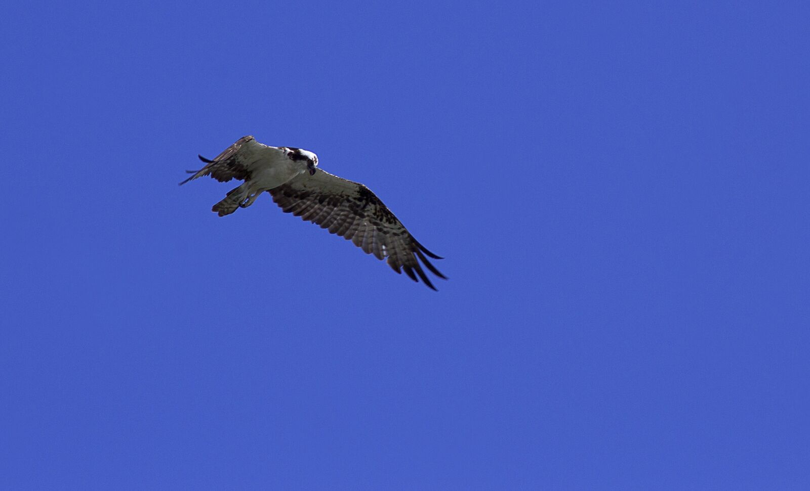 Canon EOS 1200D (EOS Rebel T5 / EOS Kiss X70 / EOS Hi) sample photo. Birds, flight, sky photography