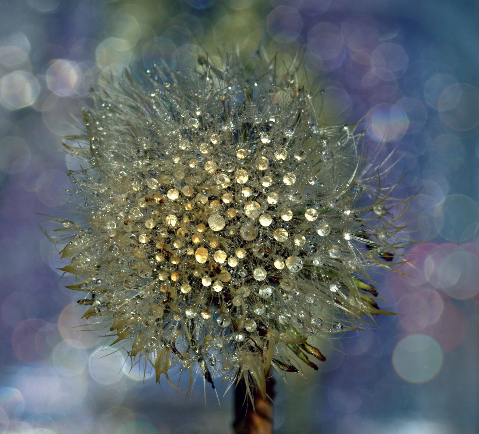 Canon EF-S 60mm F2.8 Macro USM sample photo. Dandelion, drops, wet photography