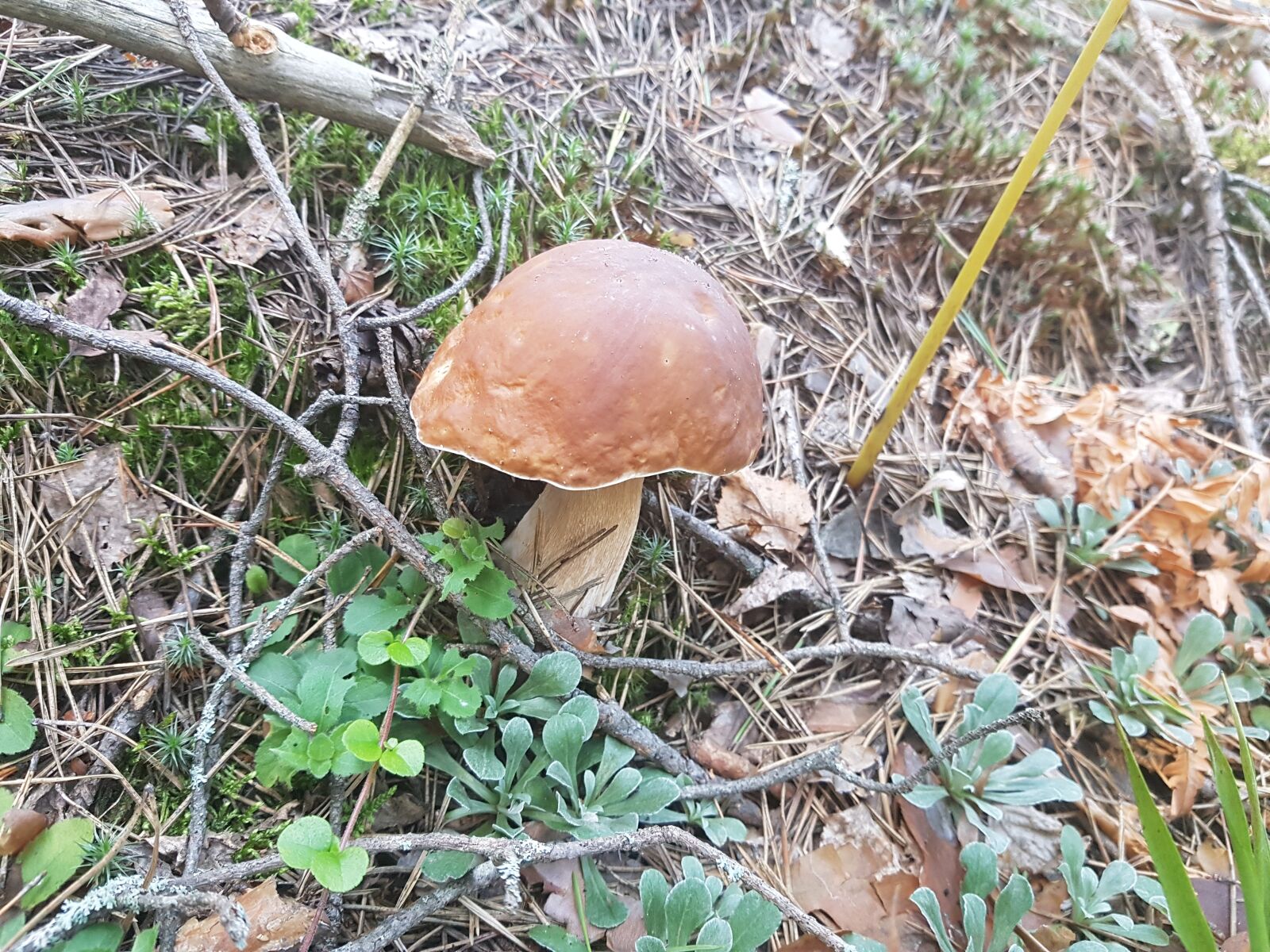 Samsung Galaxy S7 sample photo. Orange-cap boletus, mushroom, forest photography