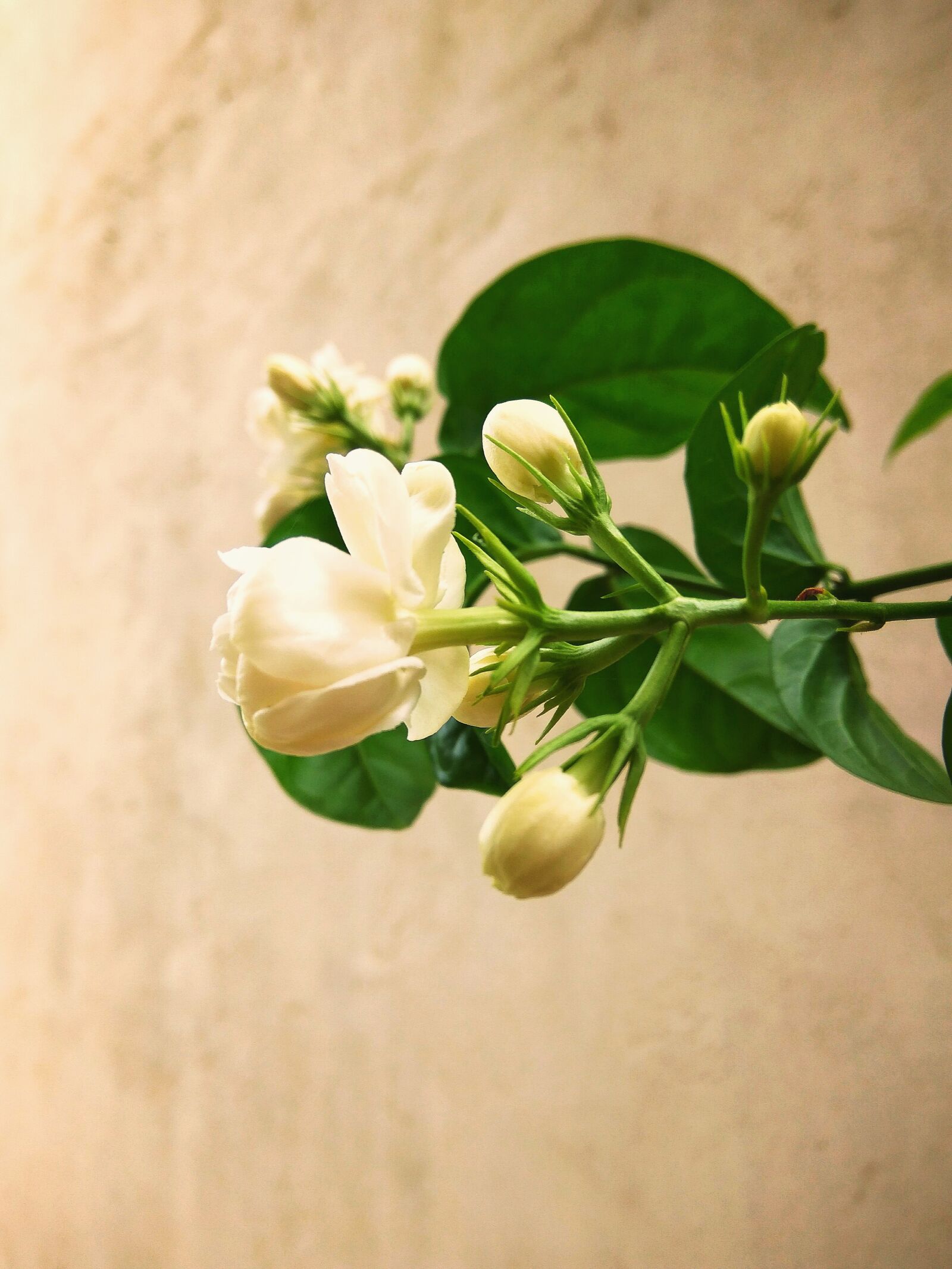 Xiaomi Redmi Note3 sample photo. Flower, beautiful flower, nature photography