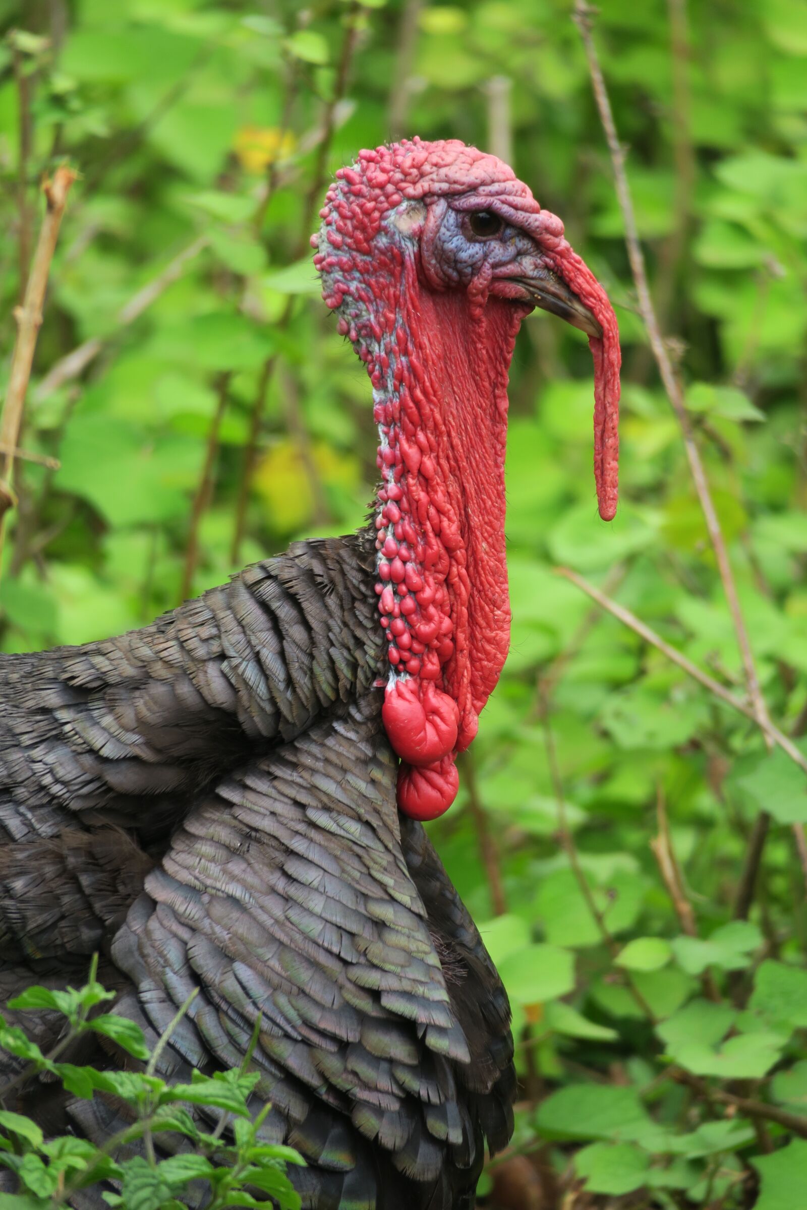 Canon PowerShot G3 X sample photo. Turkey, red, turkey head photography