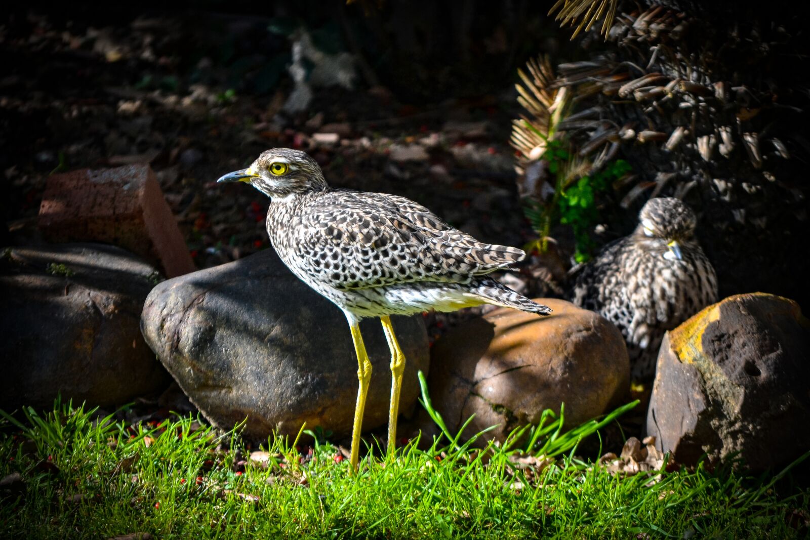 Nikon D3100 sample photo. Thick, knee, camouflage photography