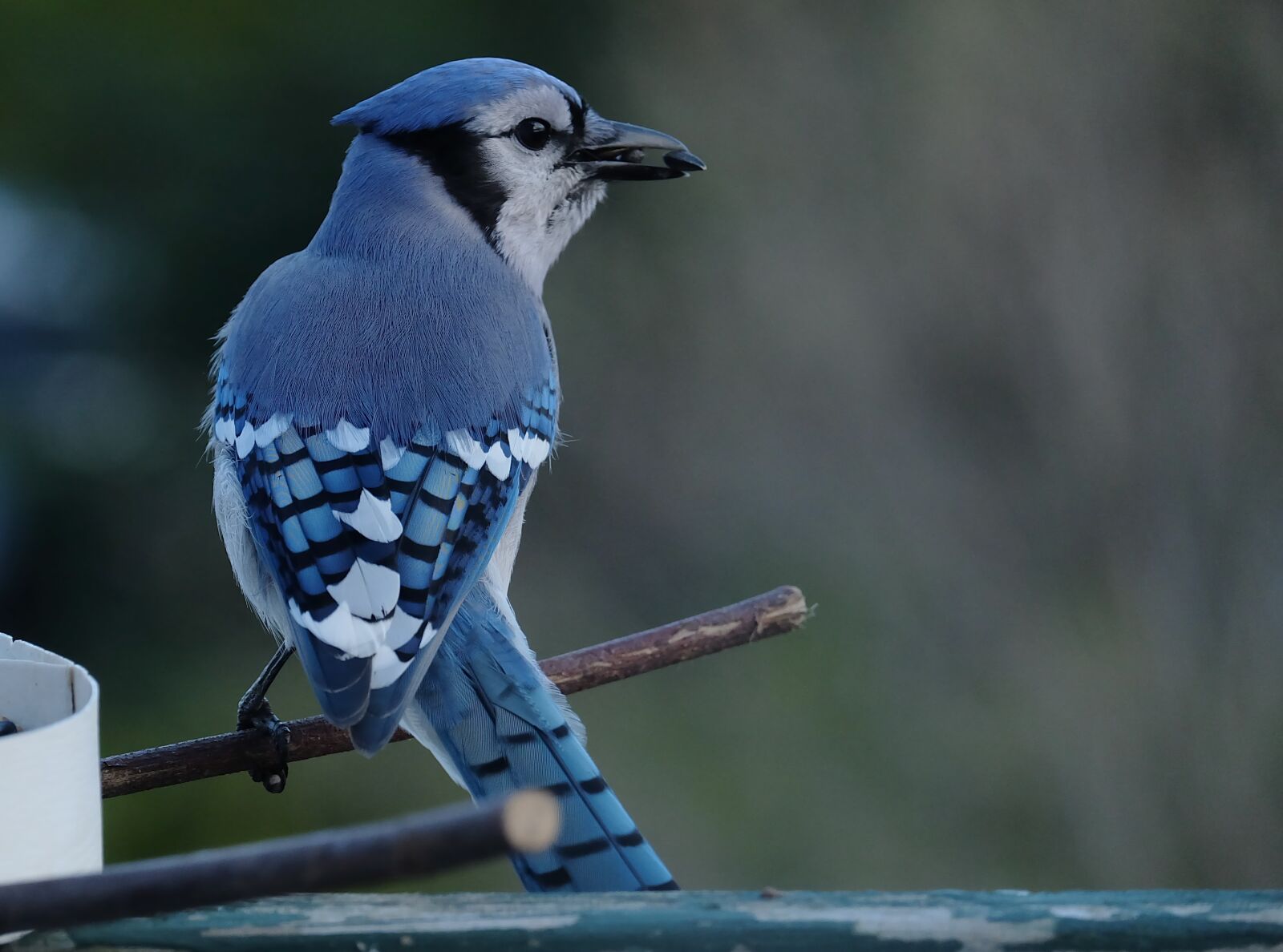 Fujifilm X-A1 sample photo. Blue jay, bird, plumage photography