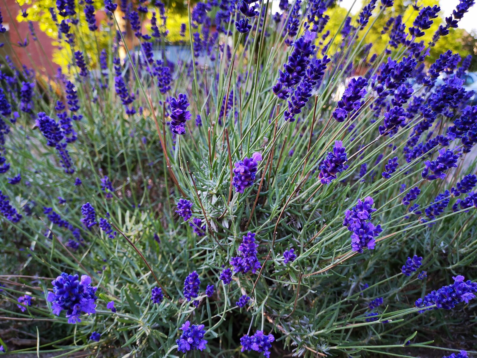 HUAWEI HMA-L29 sample photo. Flowers, pollen, nectar photography