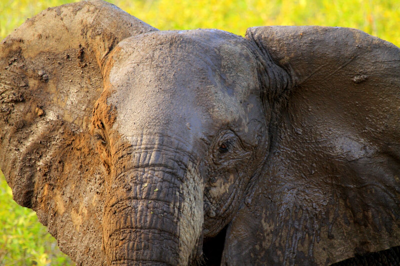 Canon EOS 7D sample photo. Nature, wildlife, animal photography