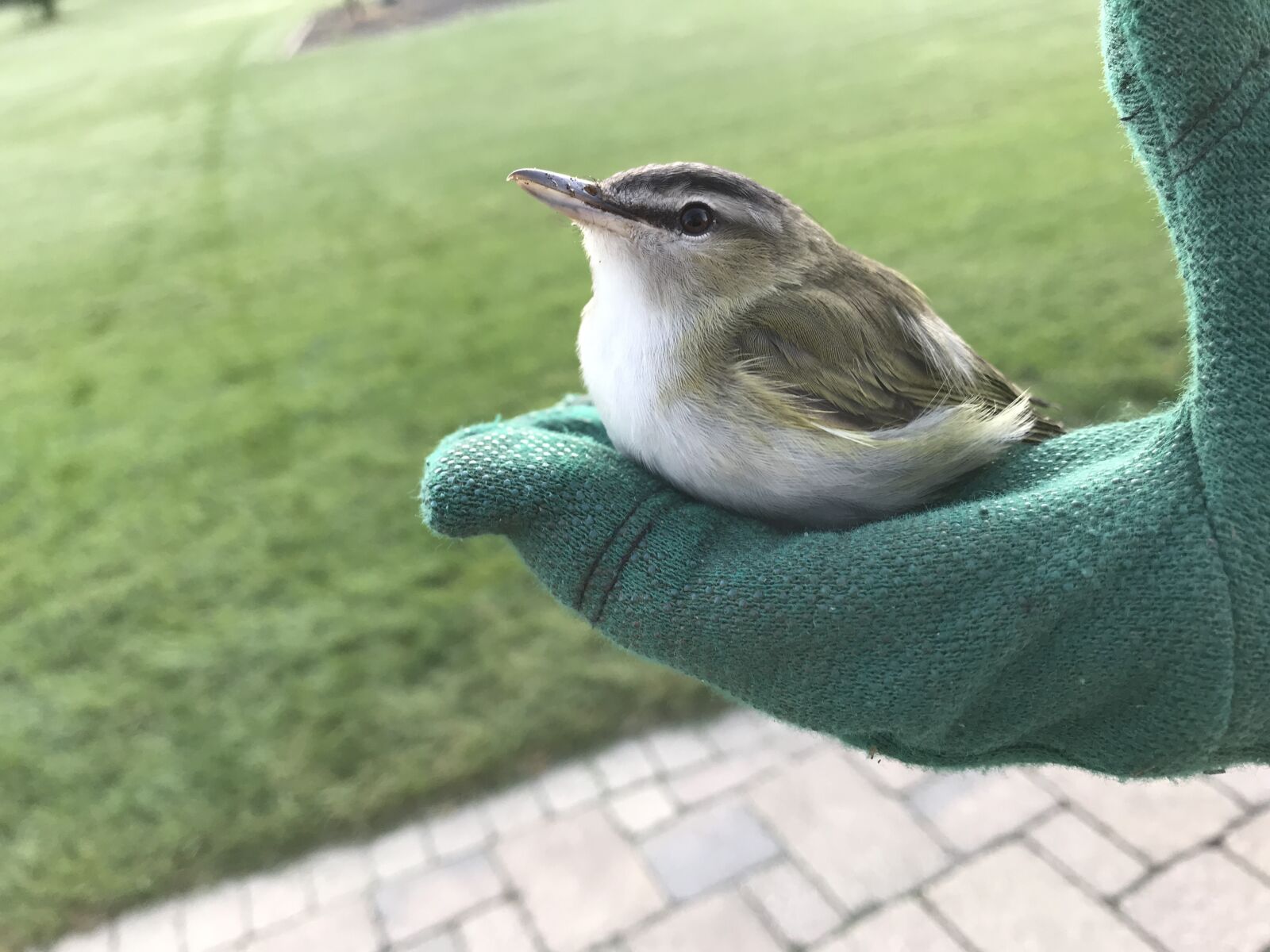 iPhone 7 back camera 3.99mm f/1.8 sample photo. Bird, backyard, wildlife photography