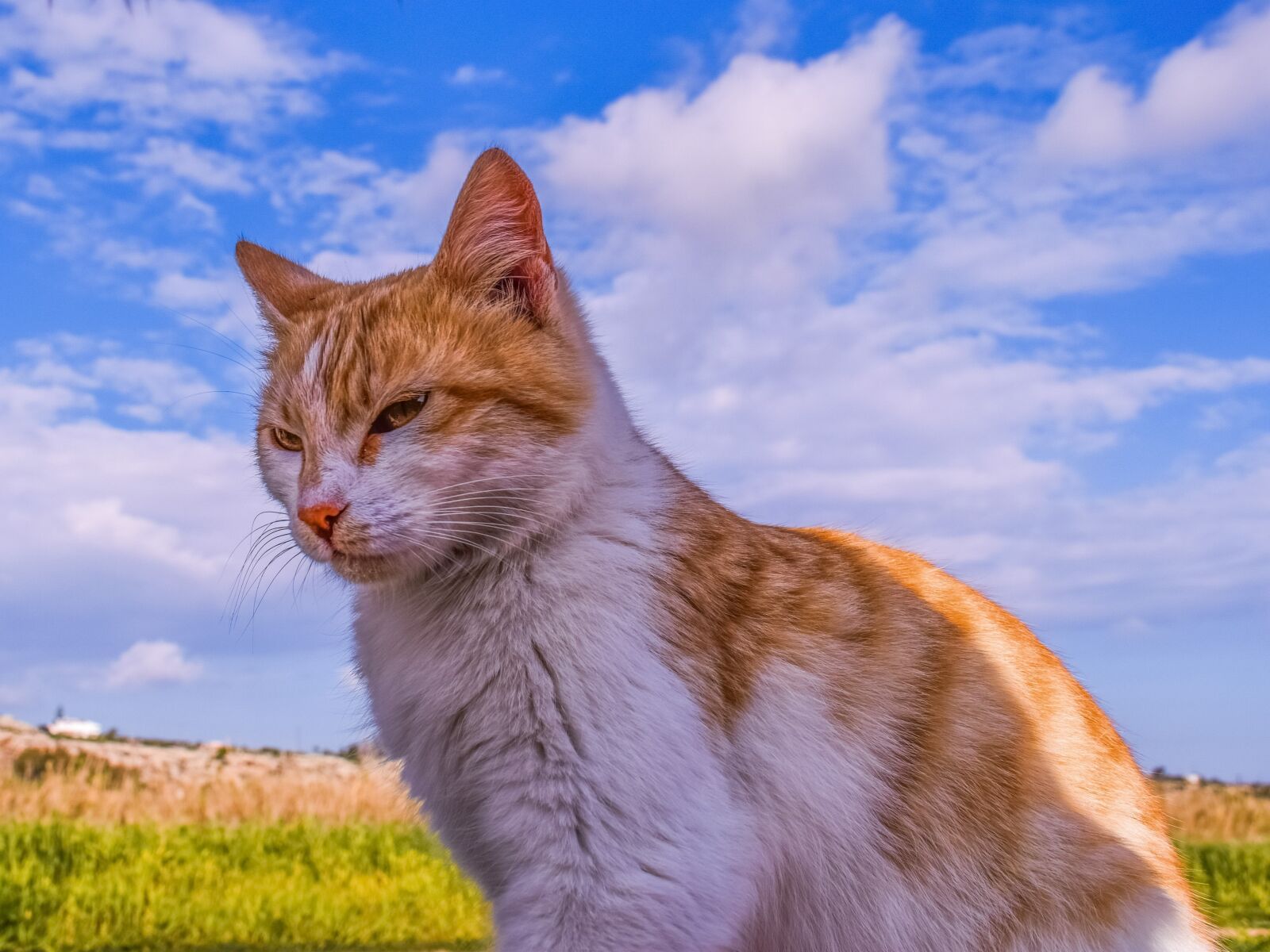 Nikon D3300 sample photo. Cat, stray, animal photography